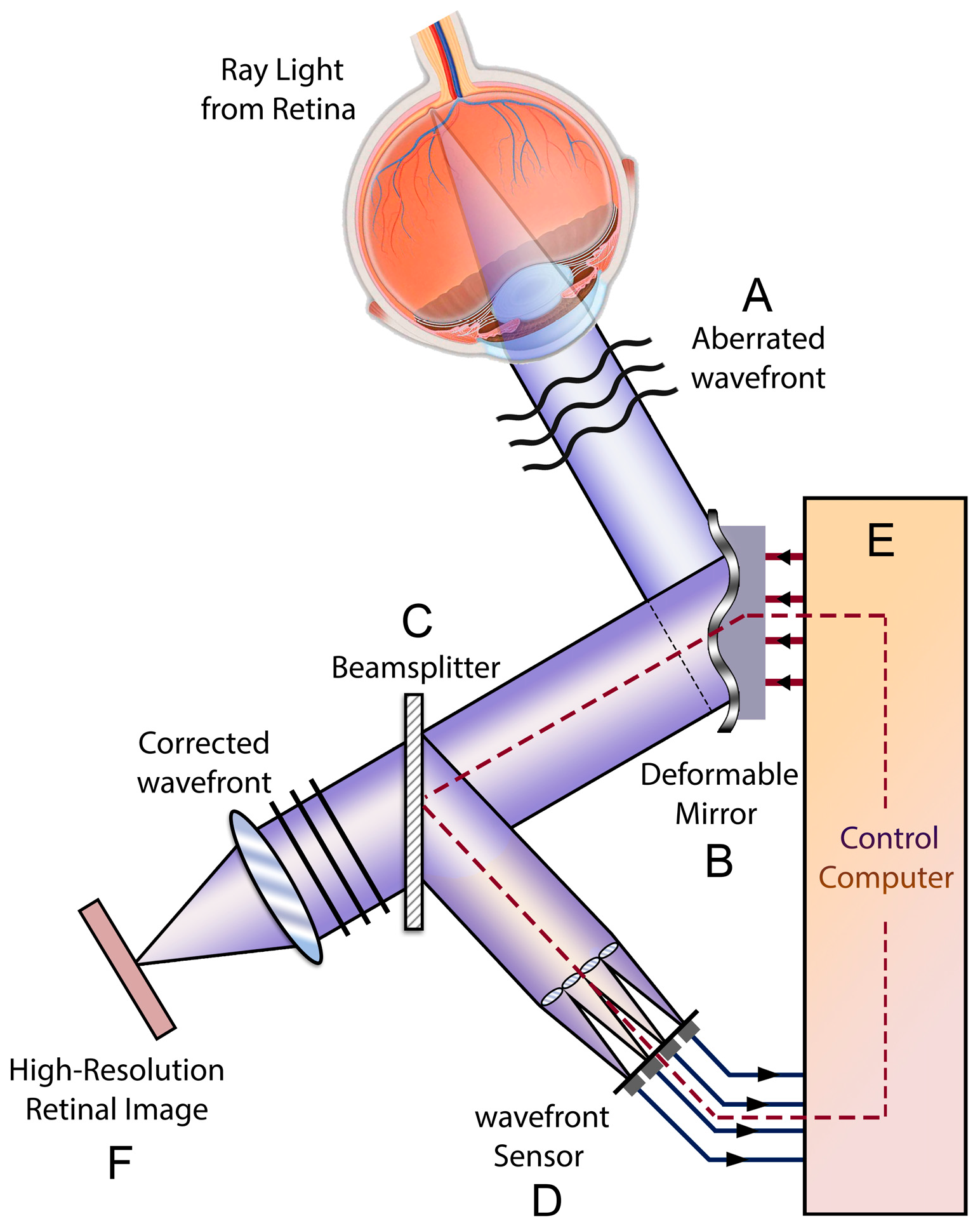 Diagnostics 13 02413 g001 Diagnostics 13 02413 g001