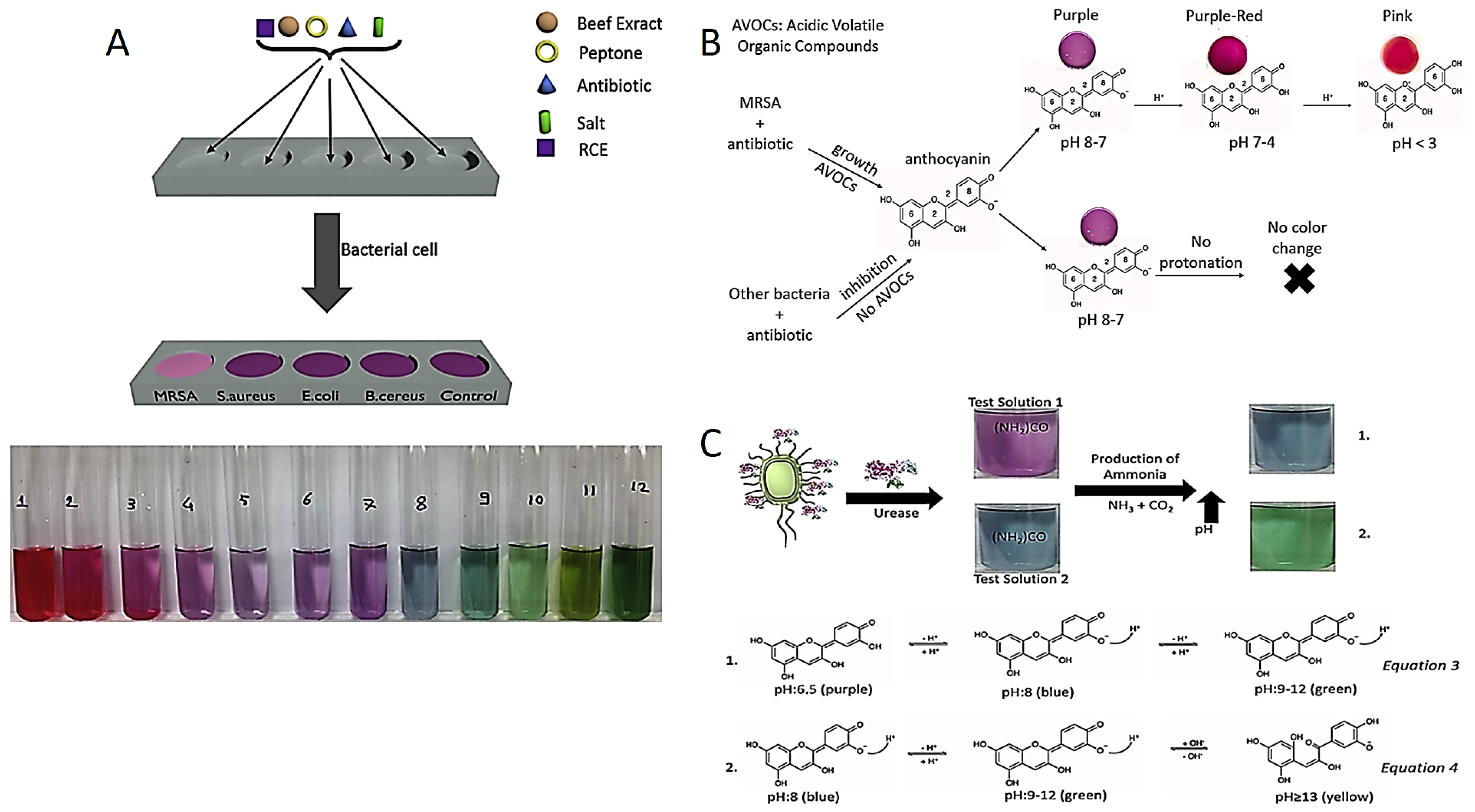 Diagnostics 13 02427 g001