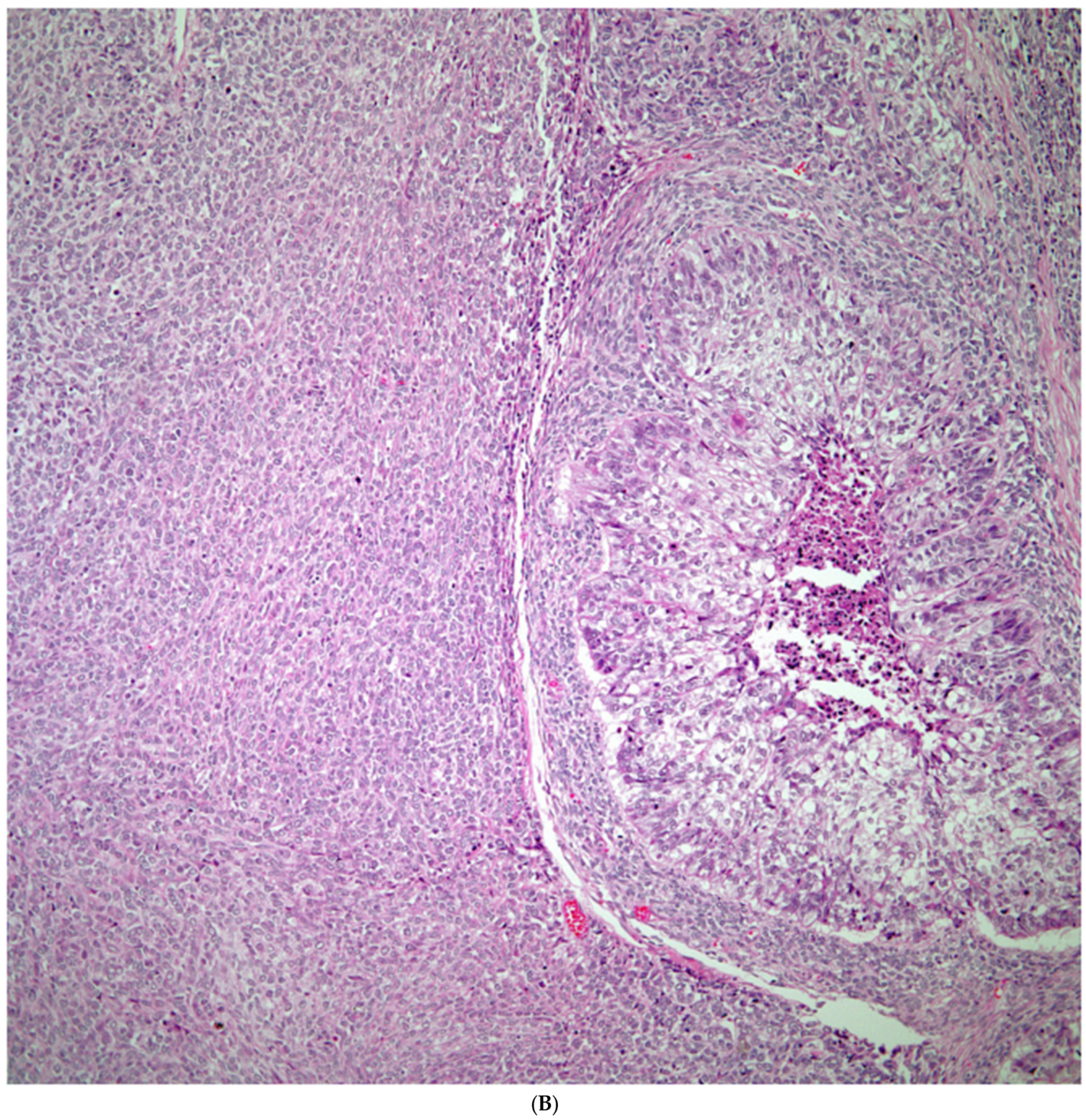 Diagnostics 13 02477 g003b