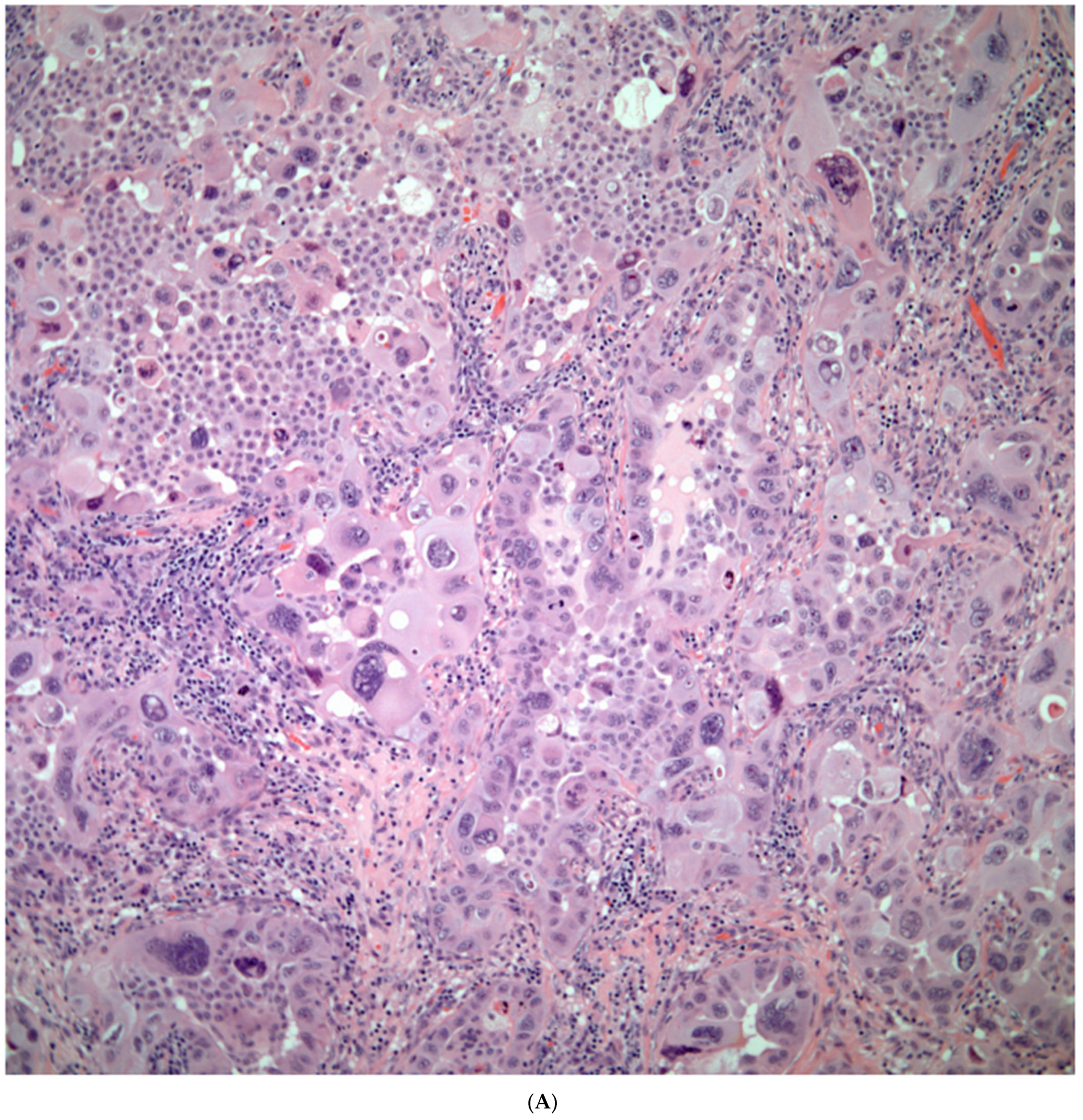 Diagnostics 13 02477 g005a