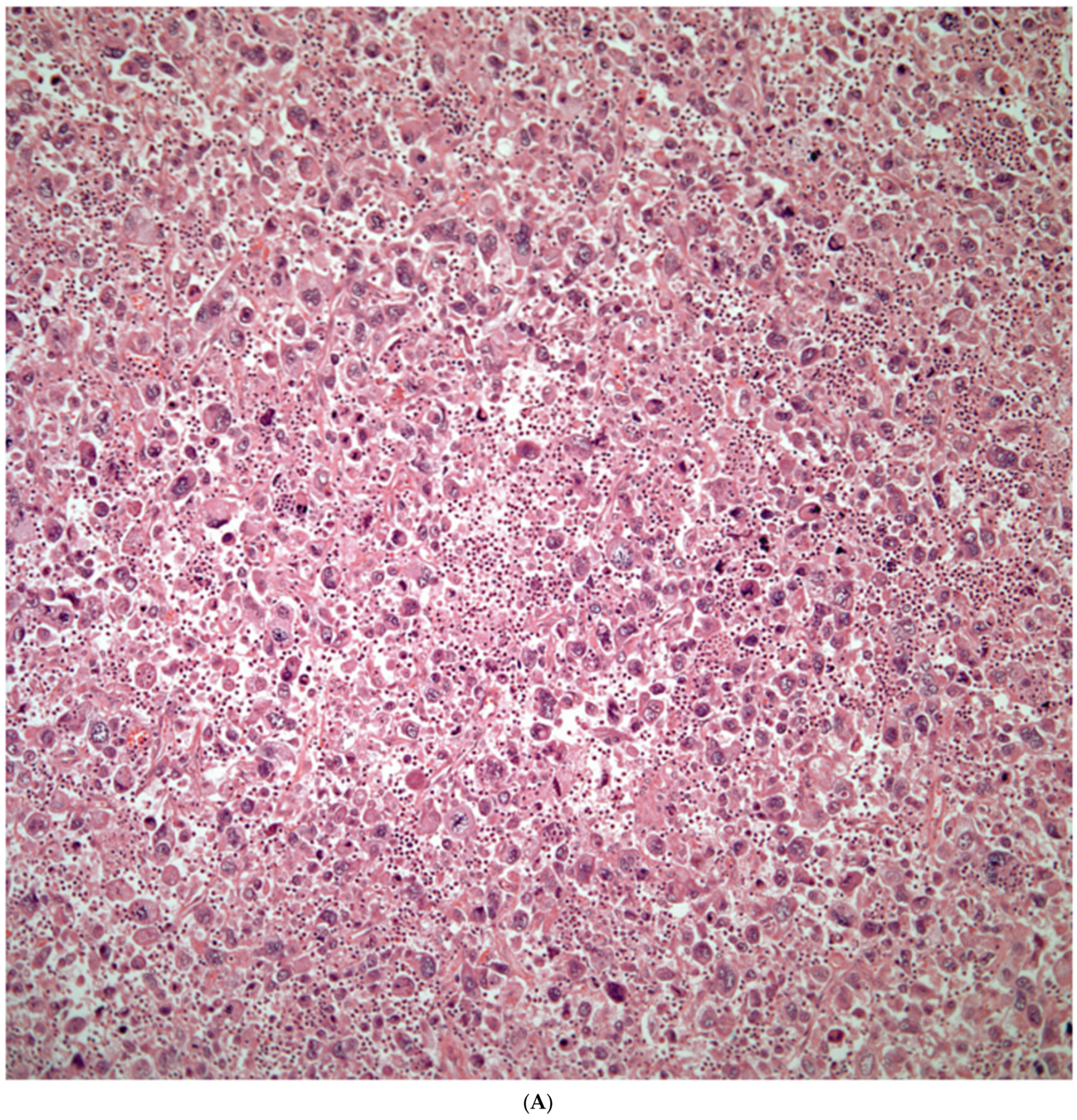 Diagnostics 13 02477 g006a