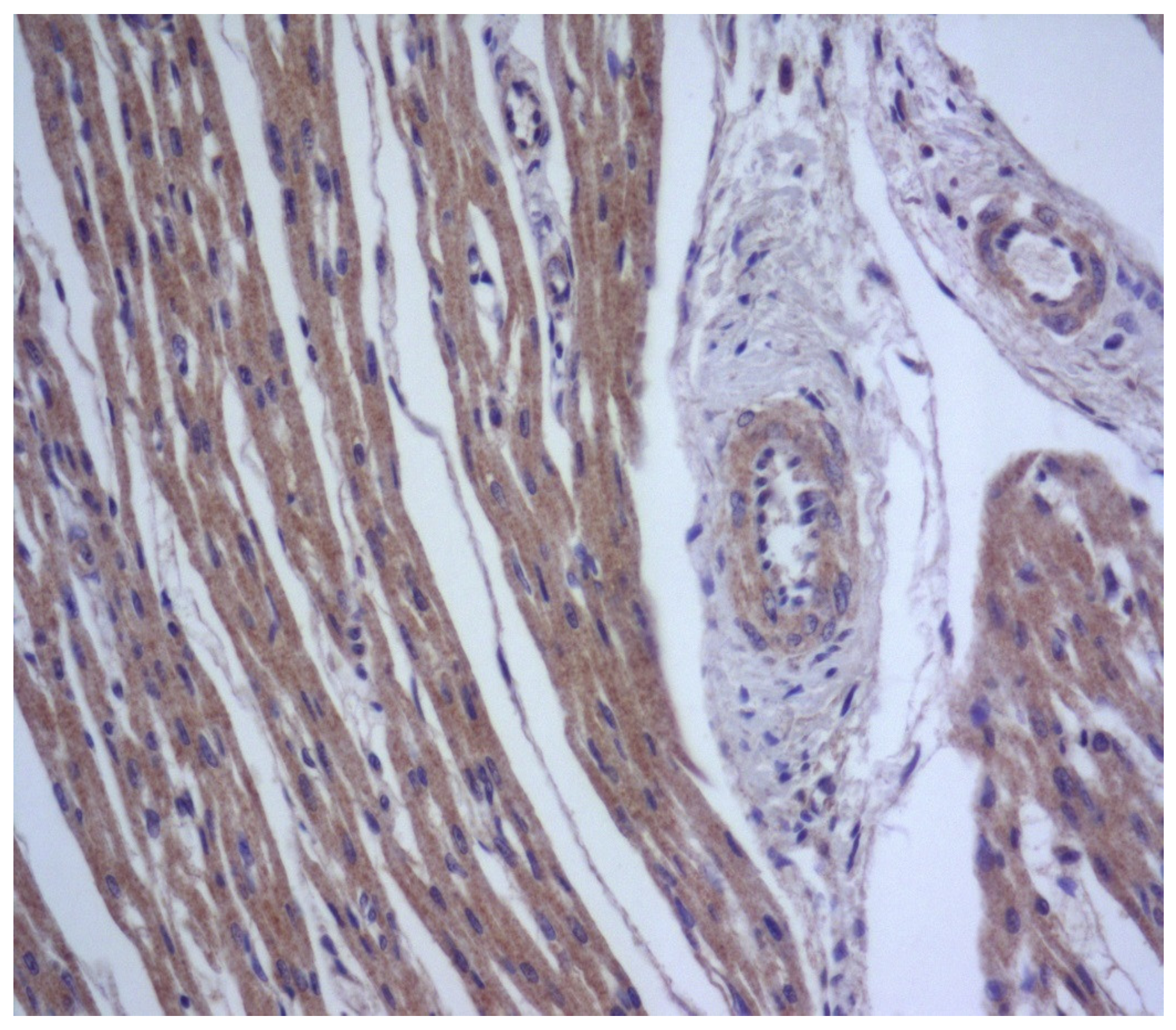 Diagnostics 13 02499 g005