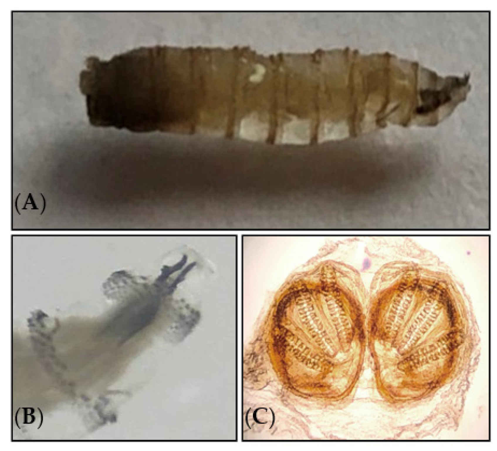 Diagnostics 13 02575 g002