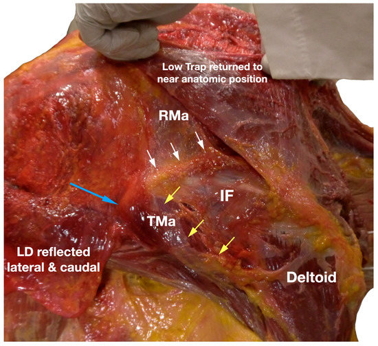 Diagnostics 13 02601 g007