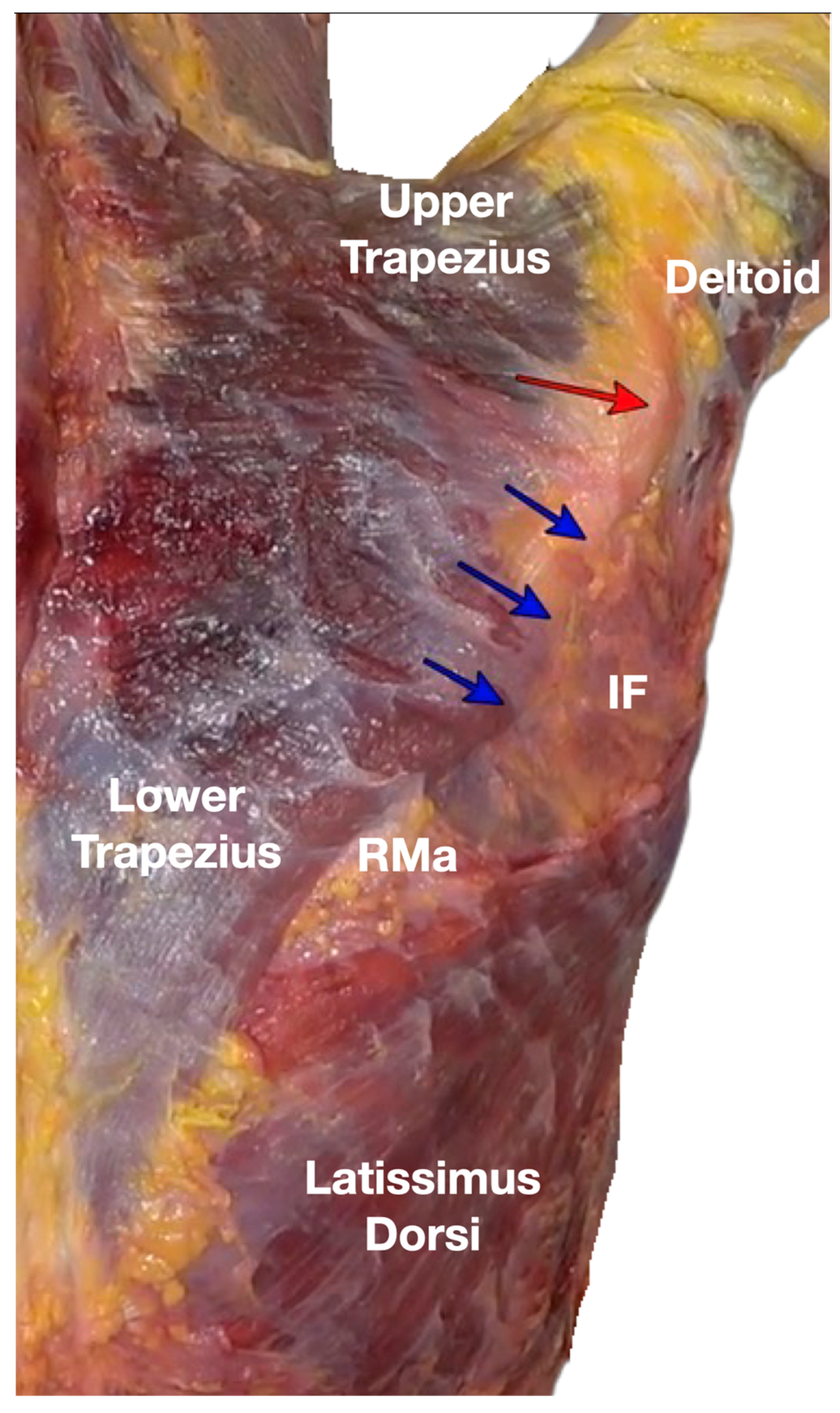 Diagnostics 13 02601 g008