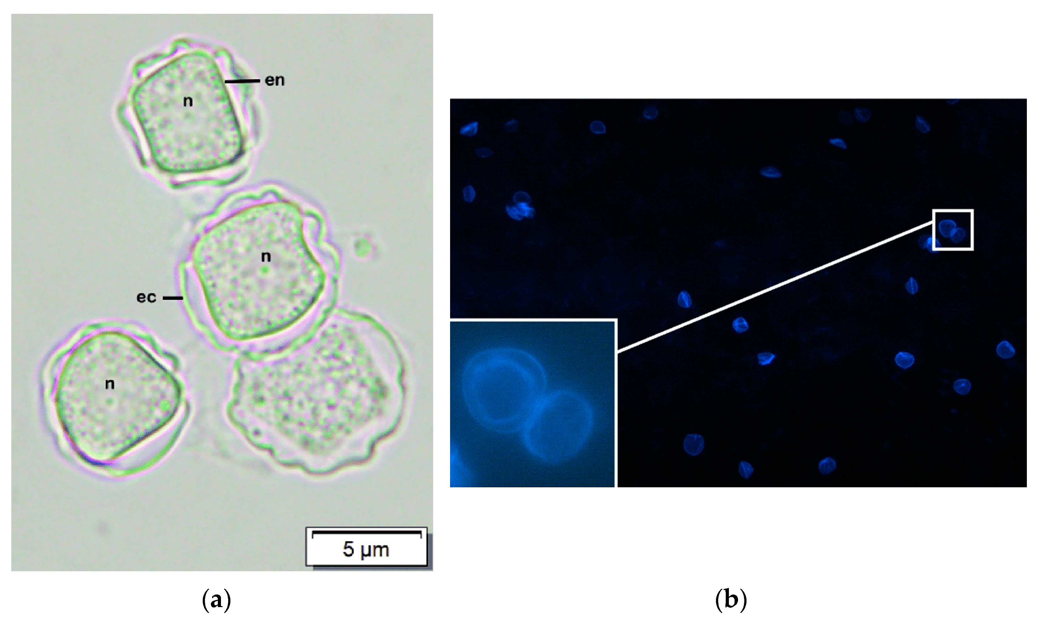 Diagnostics 13 02655 g001