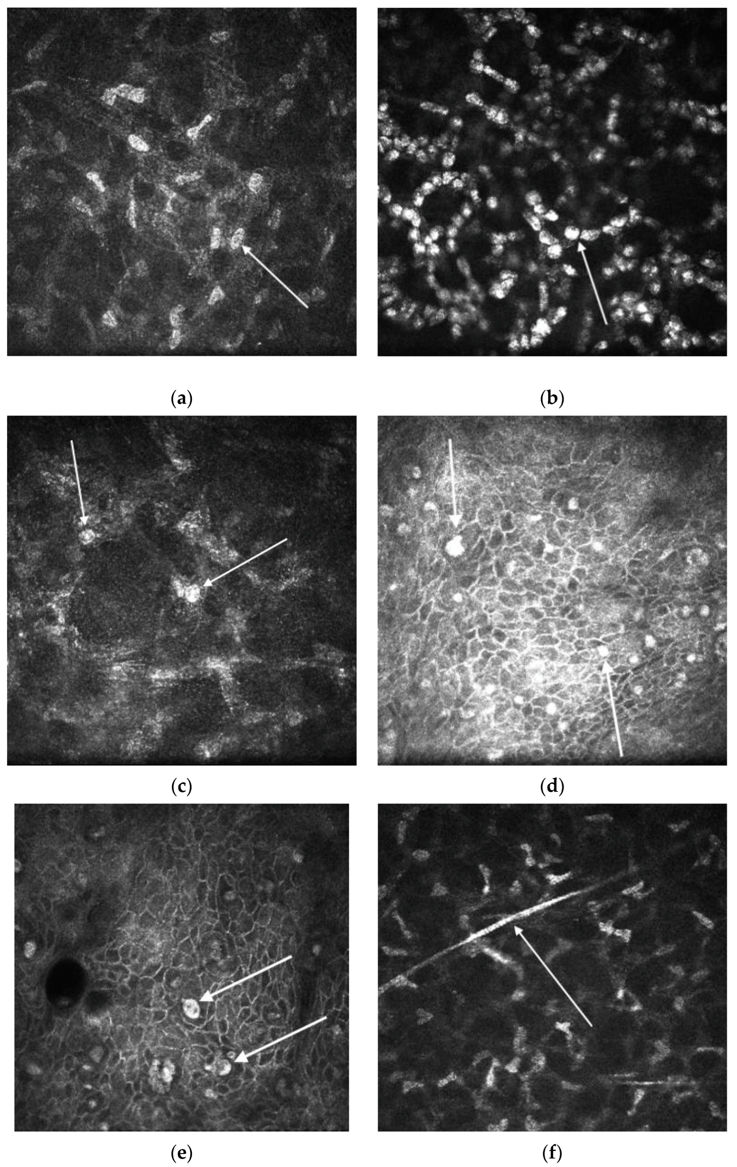 Diagnostics 13 02655 g002