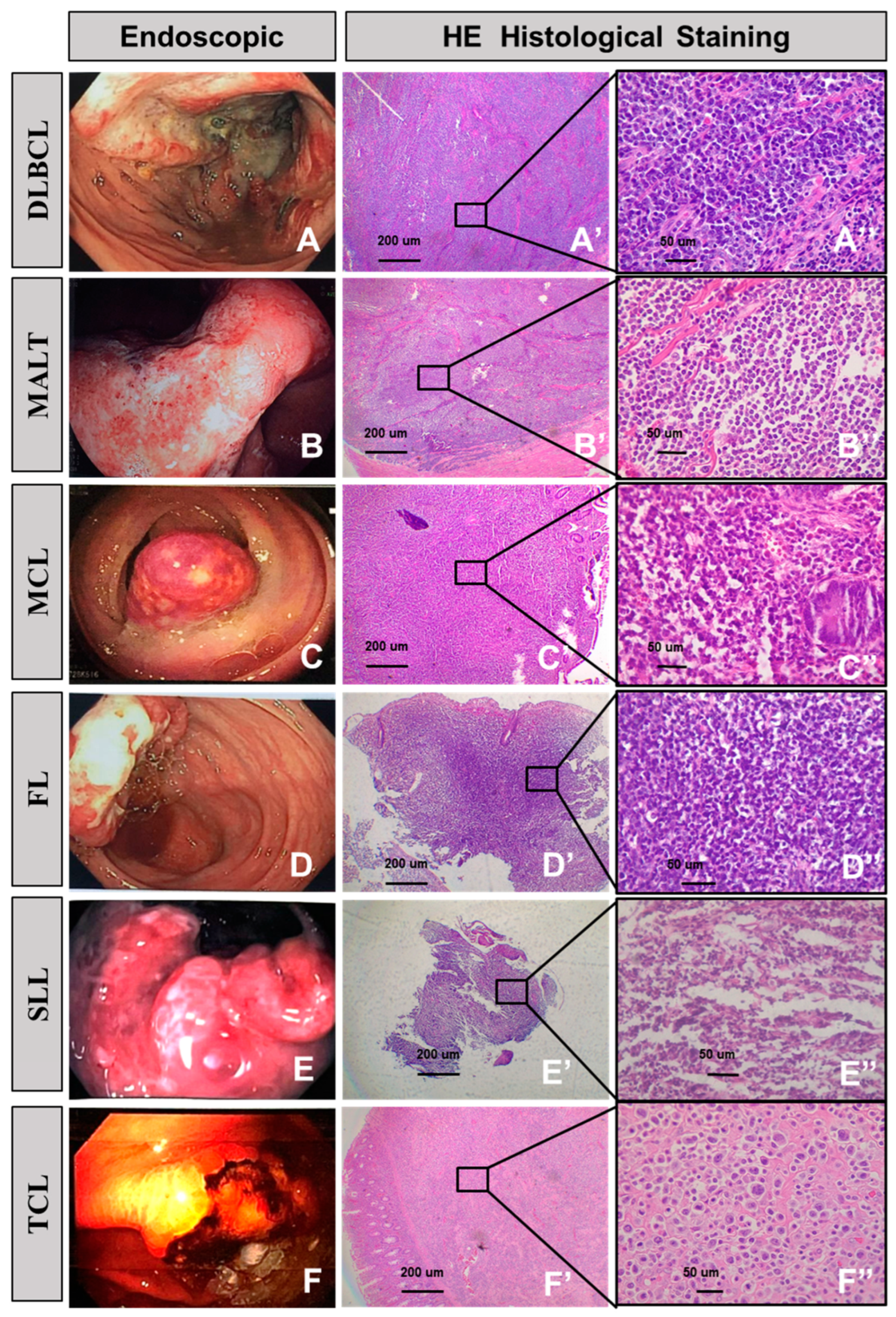 Diagnostics 13 02767 g003