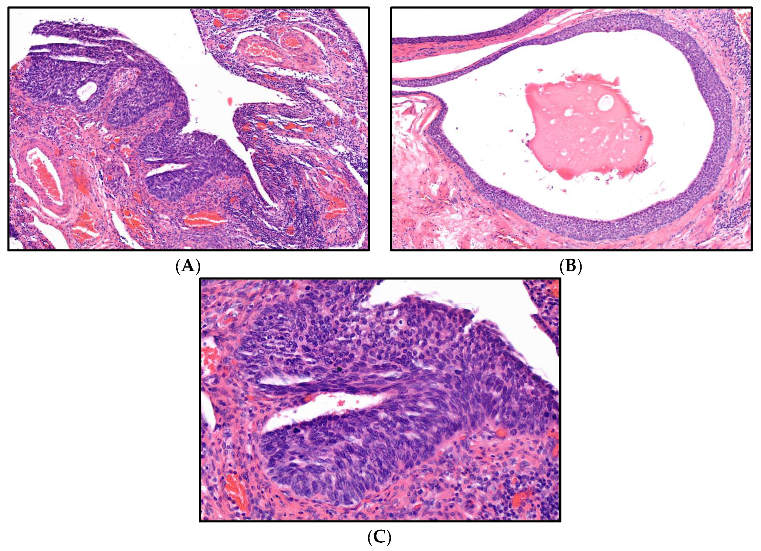 Diagnostics 13 02836 g001
