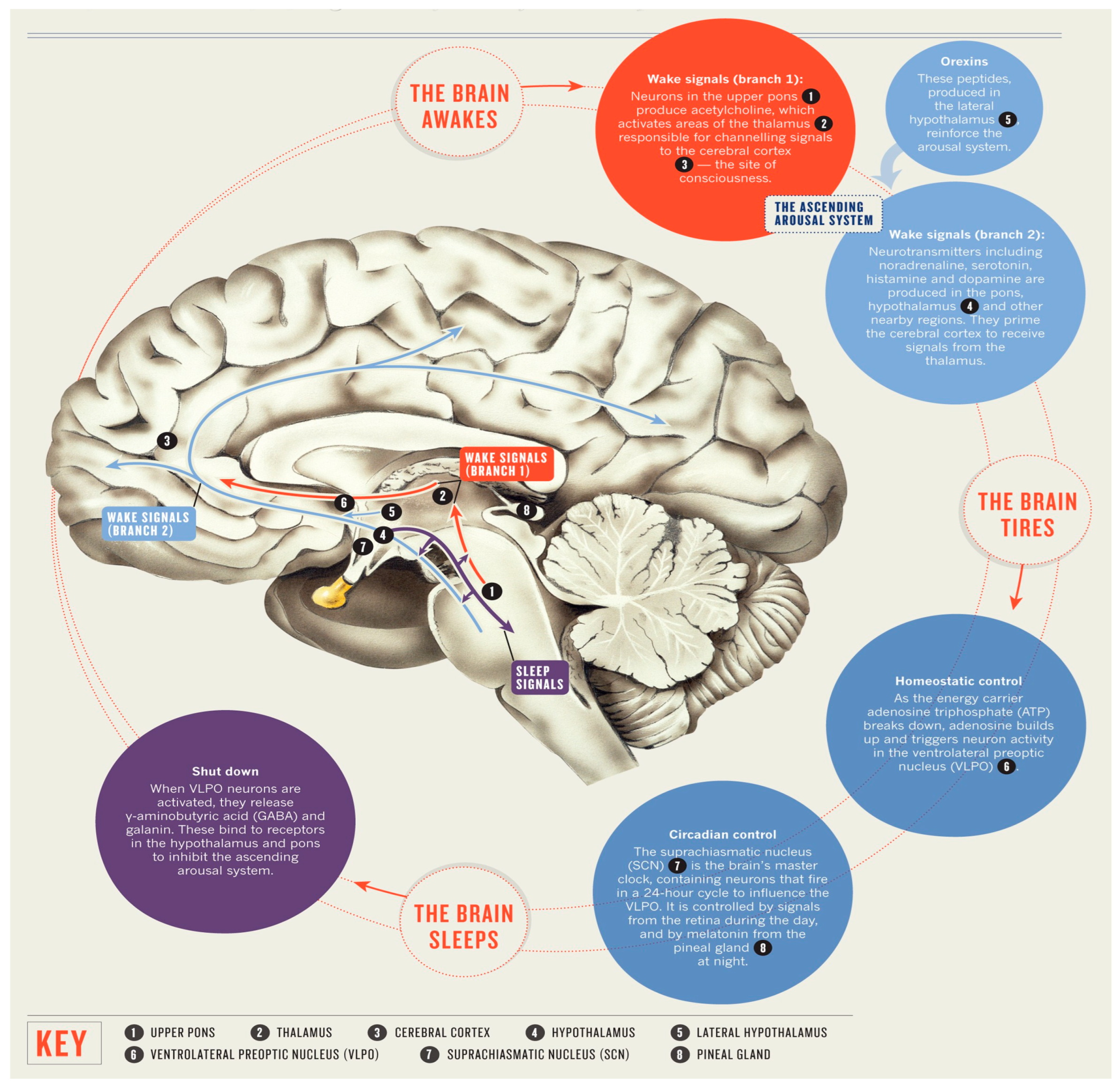 Diagnostics 13 02898 g001
