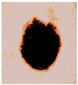 Diagnostics 13 02958 i062