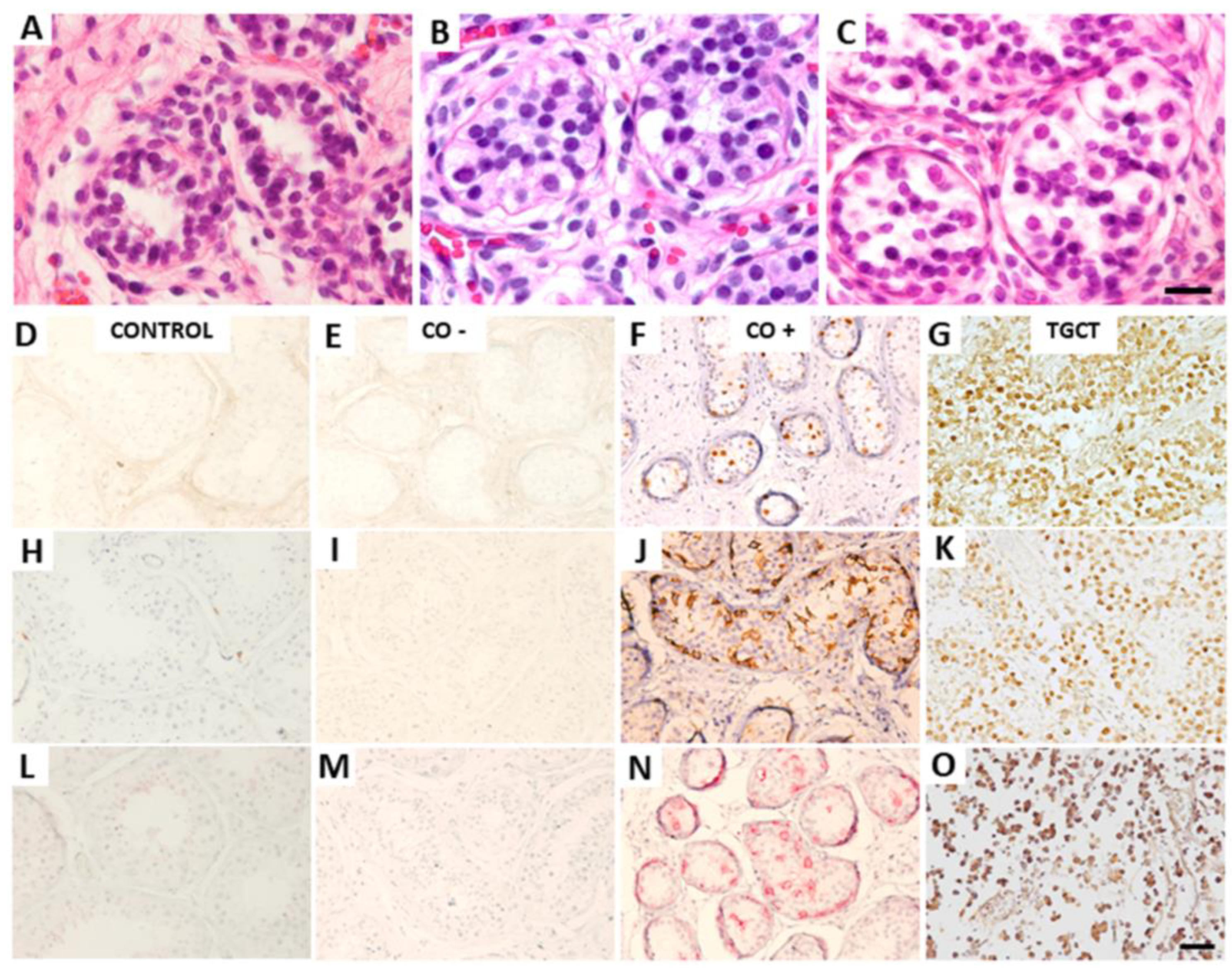 Diagnostics 13 03020 g001