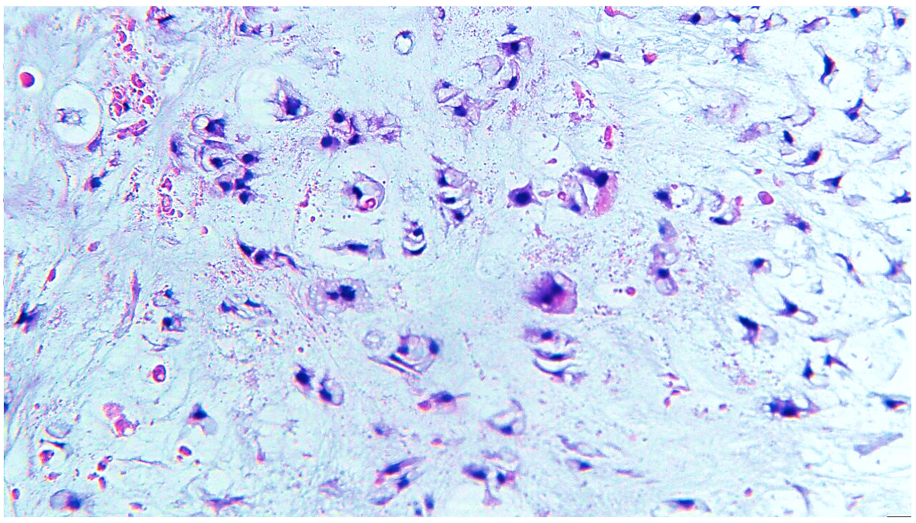 Diagnostics 13 03026 g003