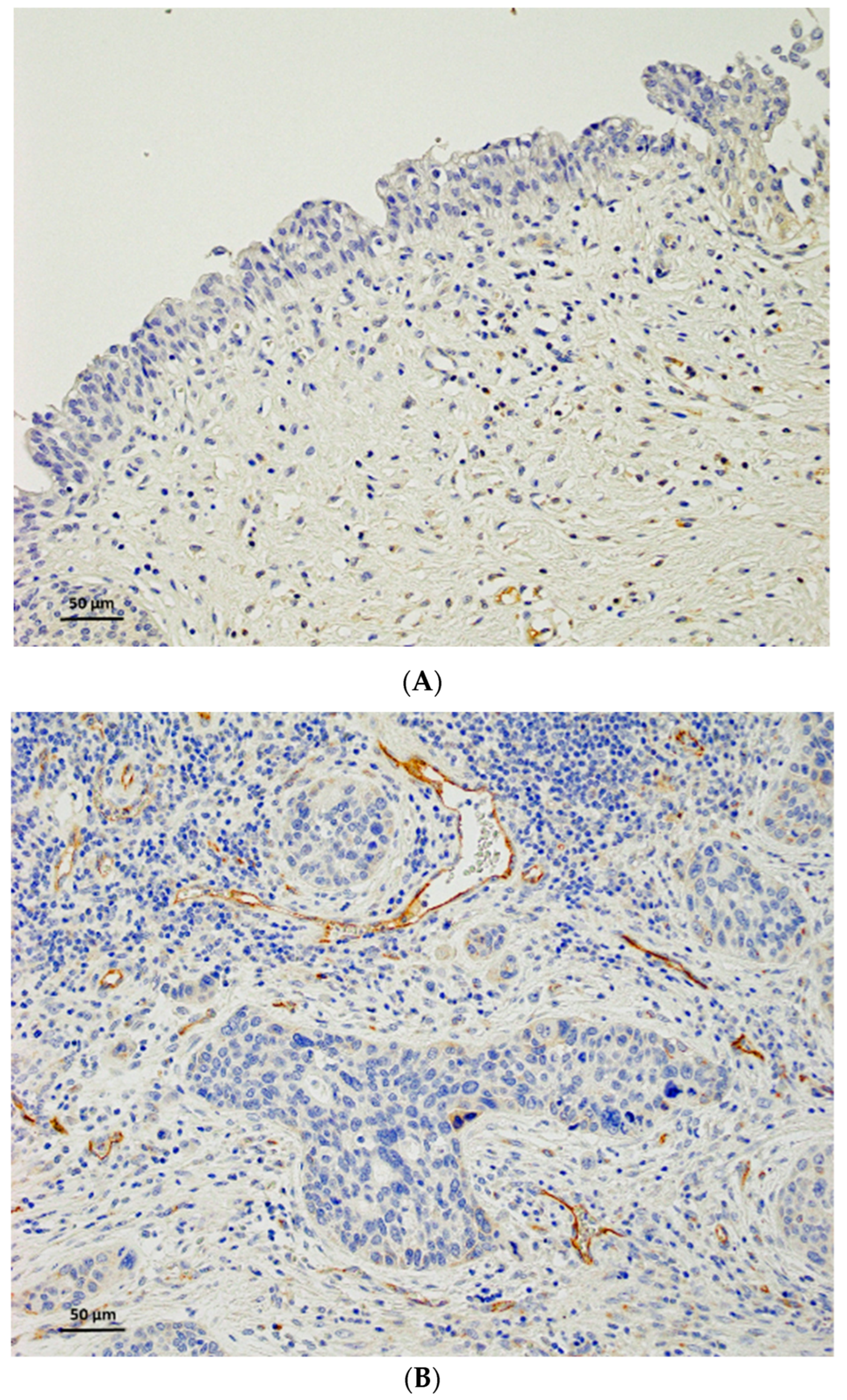 Diagnostics 13 03067 g003a
