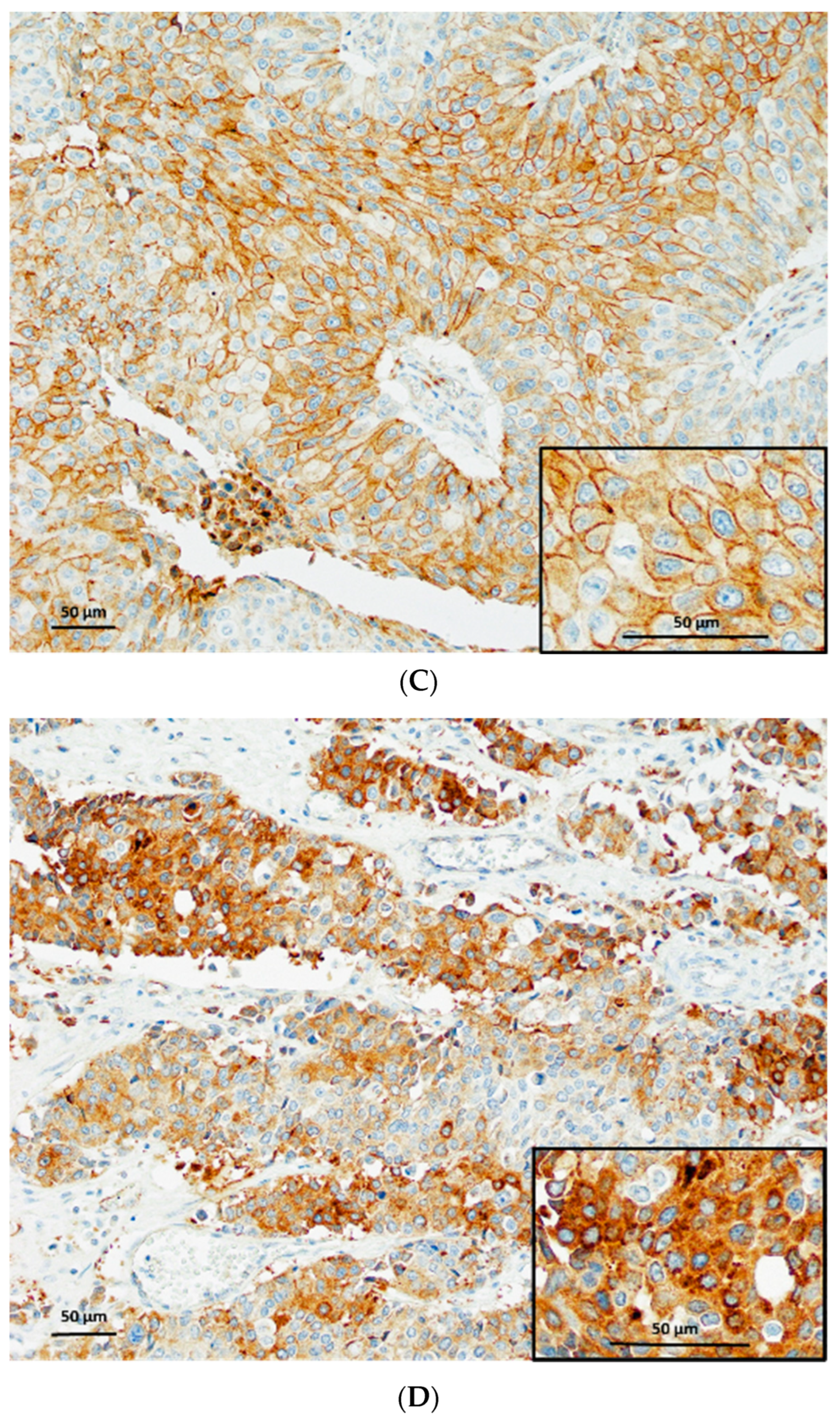 Diagnostics 13 03067 g003b