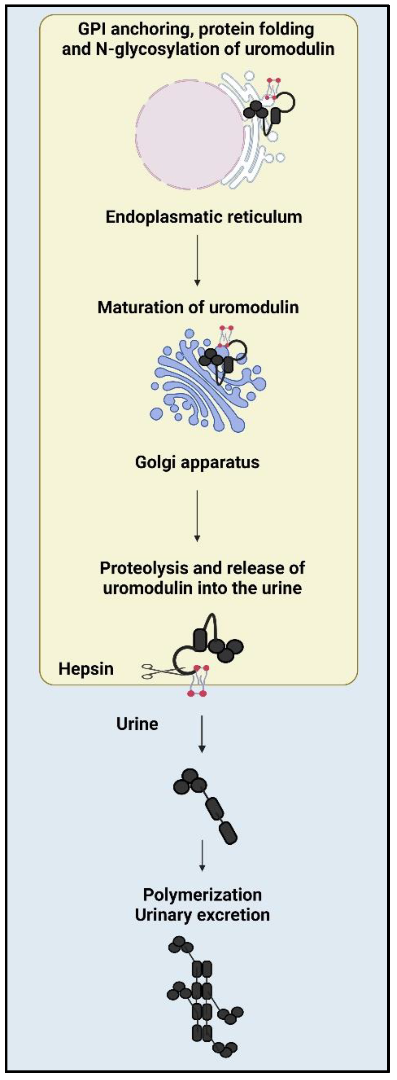 Diagnostics 13 03077 g001