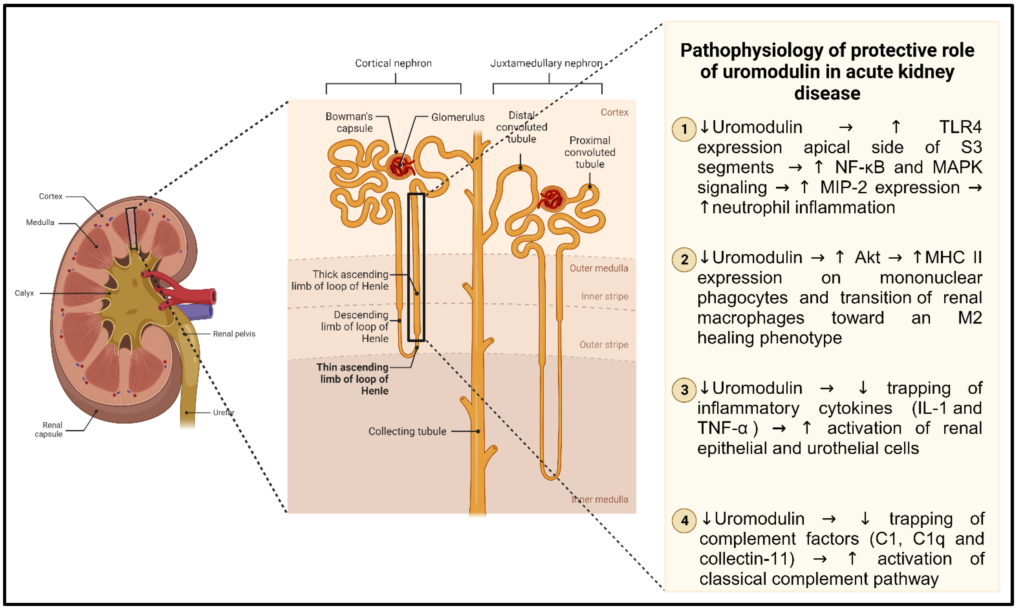 Diagnostics 13 03077 g003