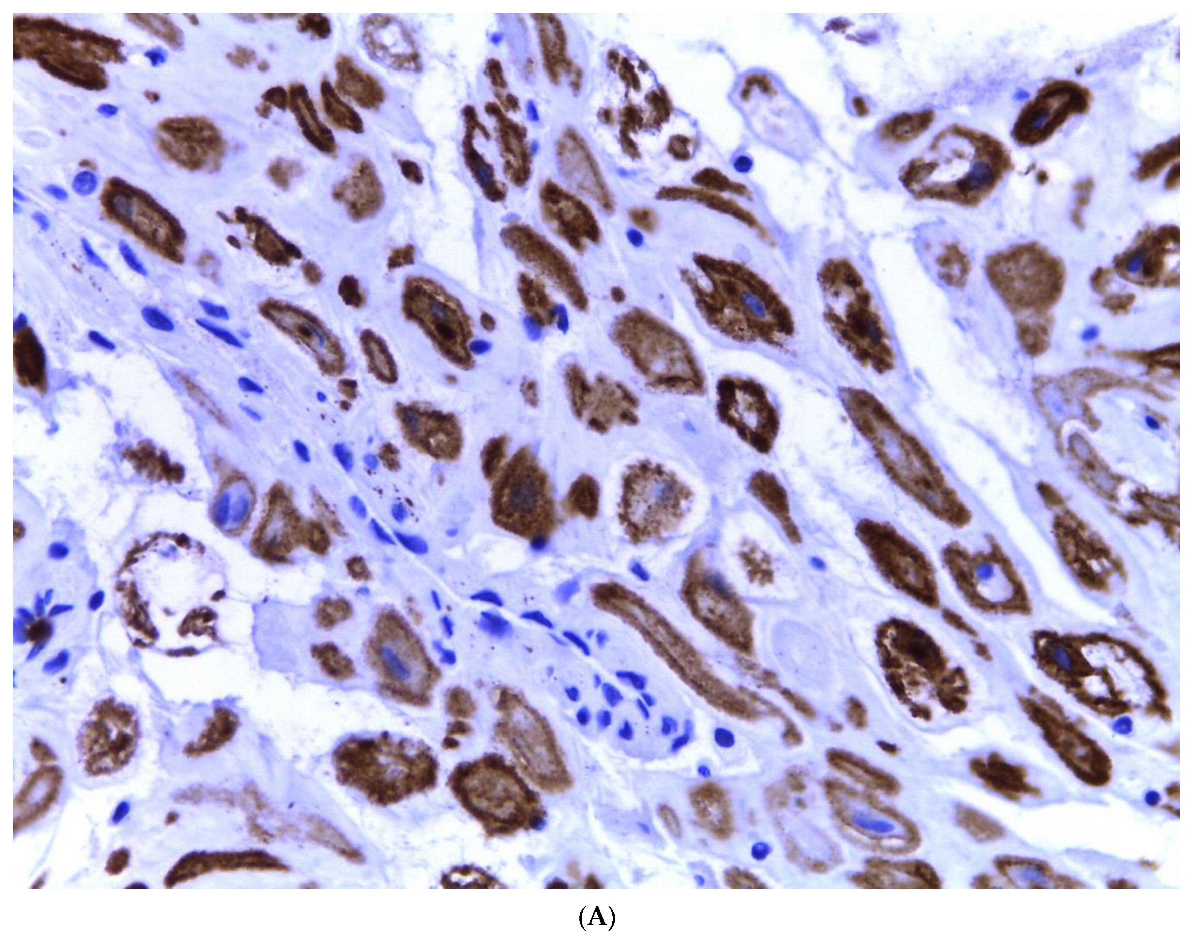 Diagnostics 13 03176 g004a