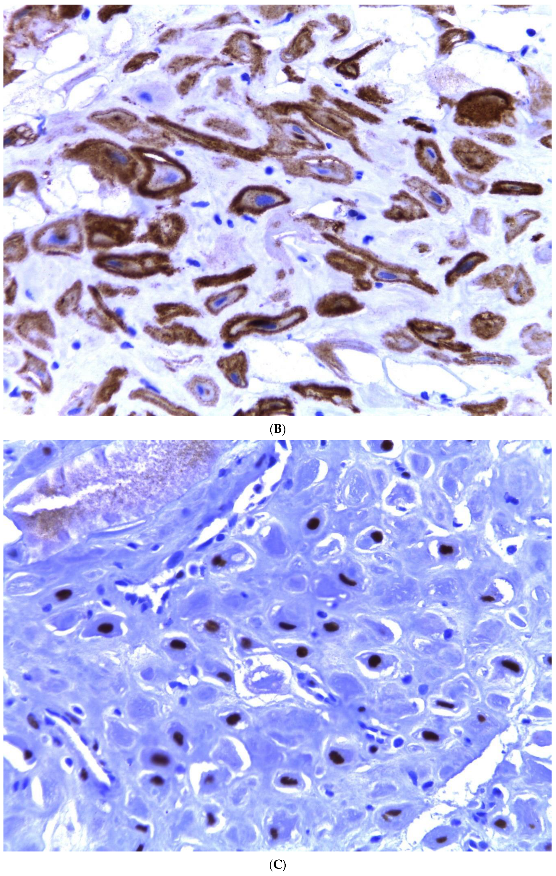 Diagnostics 13 03176 g004b