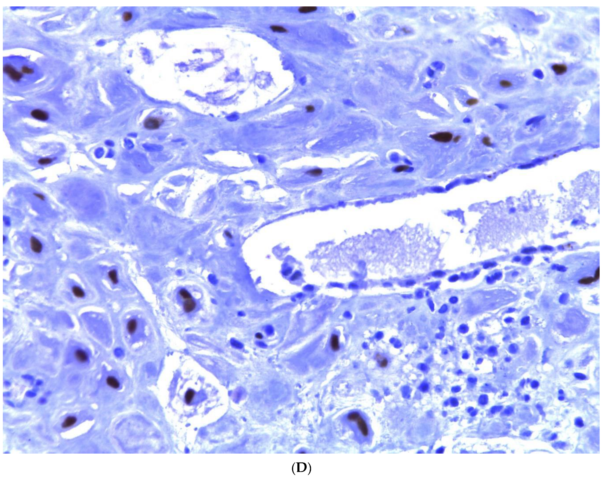 Diagnostics 13 03176 g004c