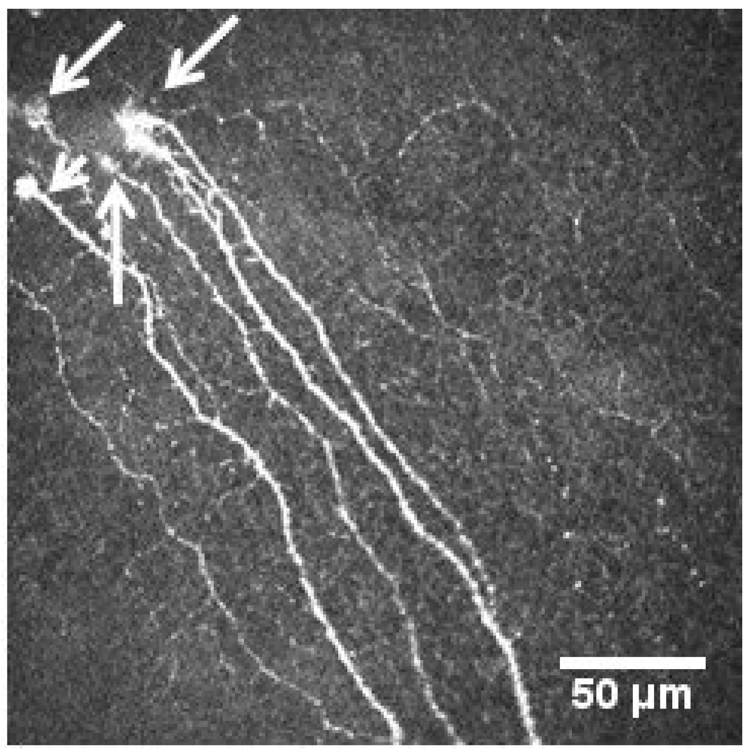 Diagnostics 13 03188 g003