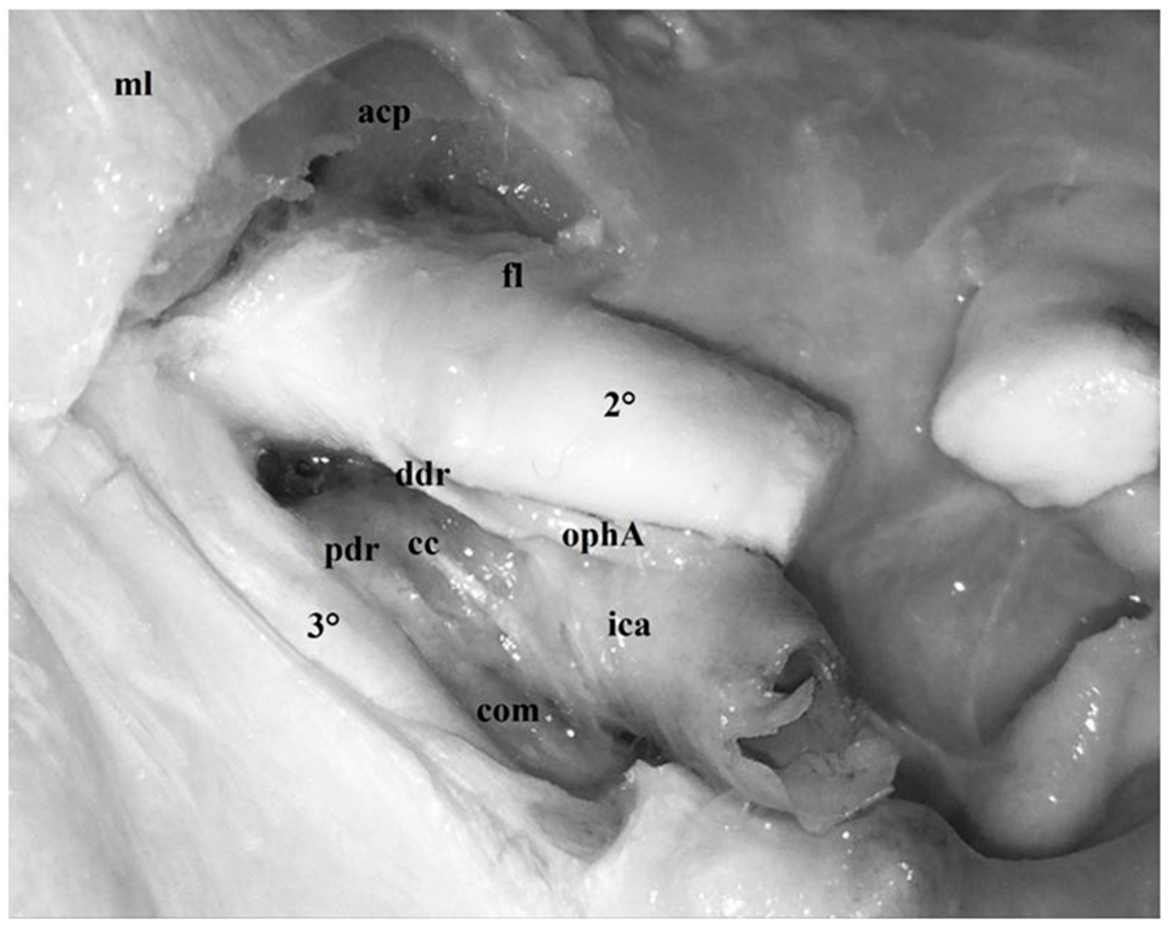 Diagnostics 13 03203 g003