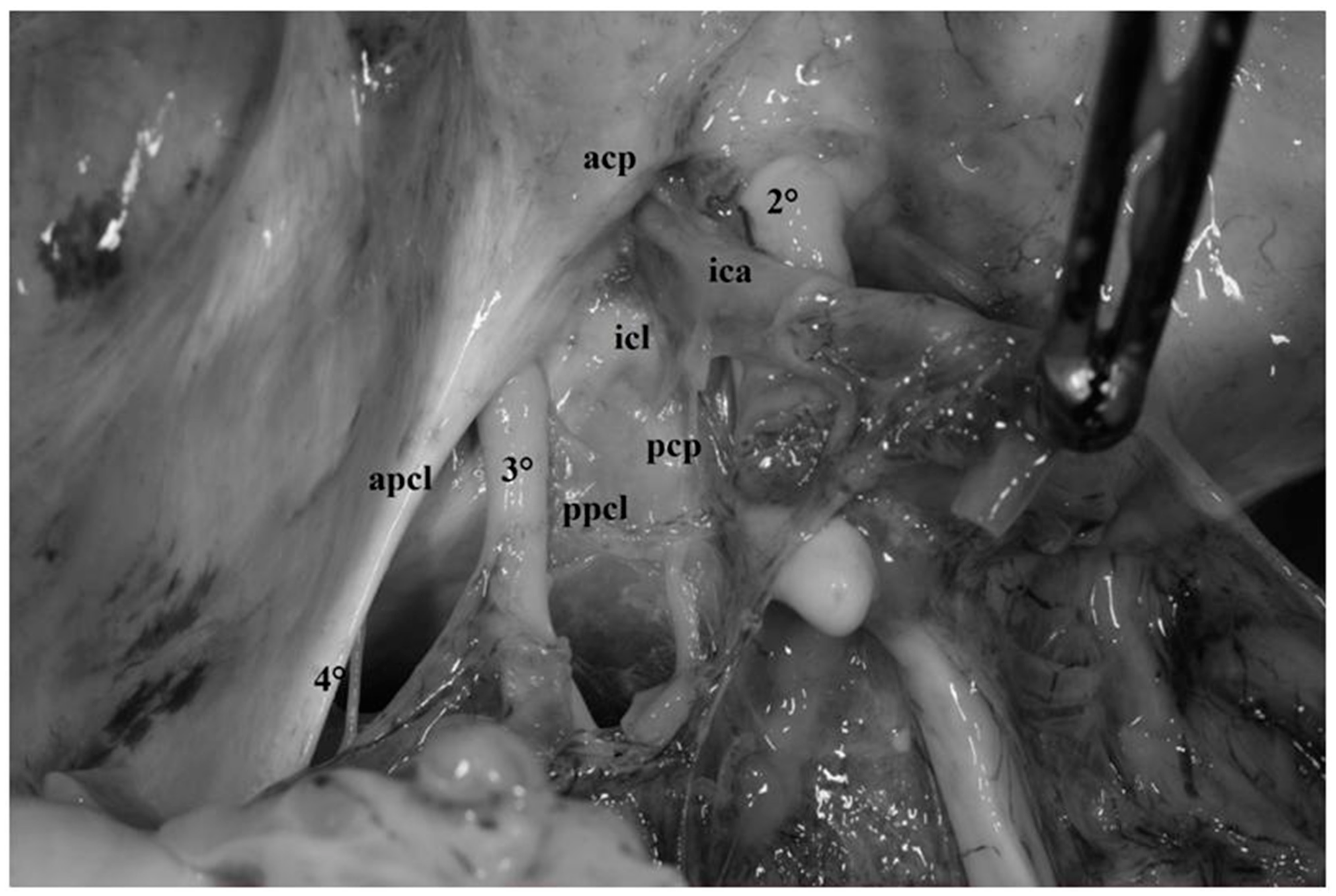 Diagnostics 13 03203 g005