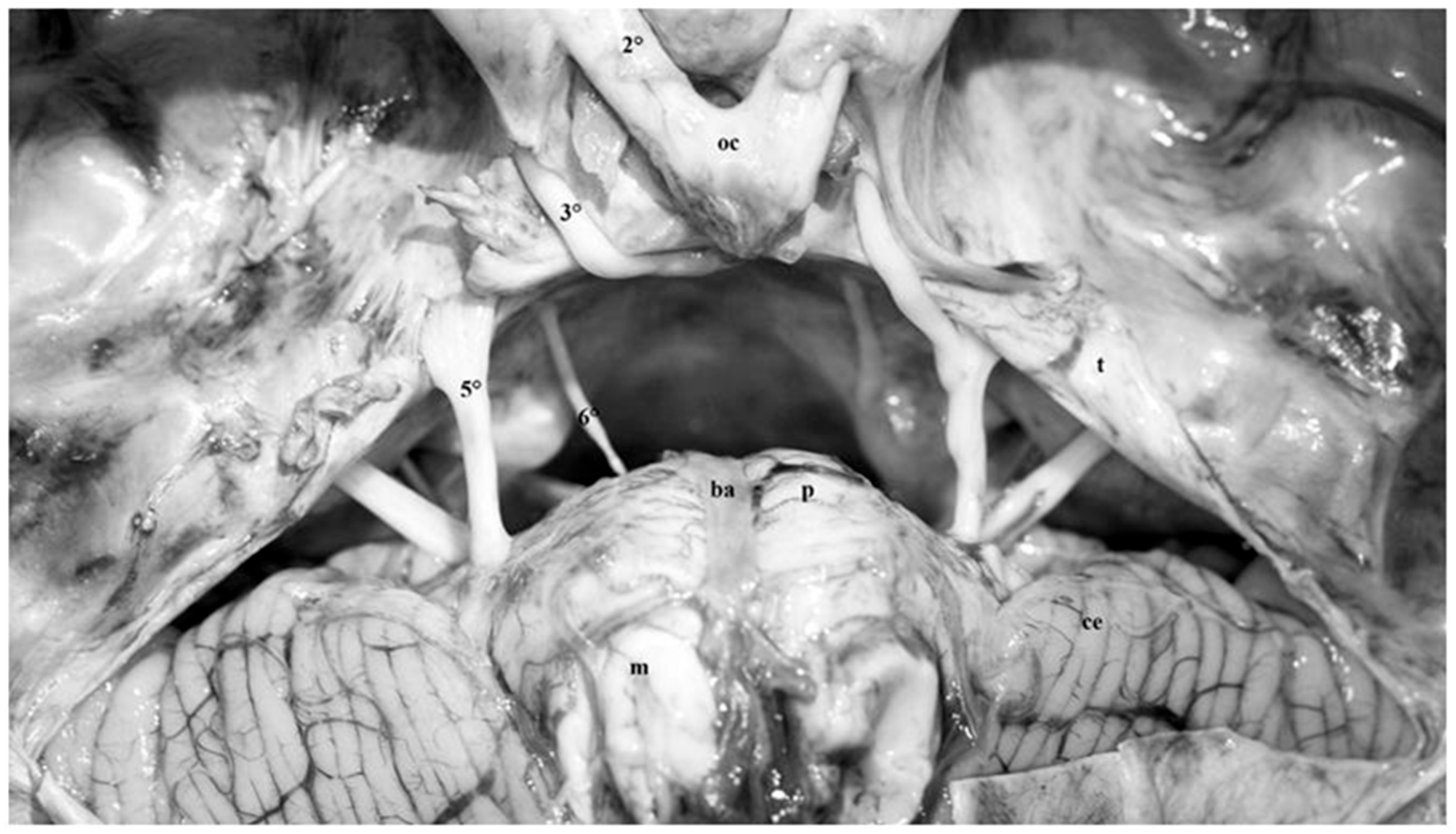 Diagnostics 13 03203 g007