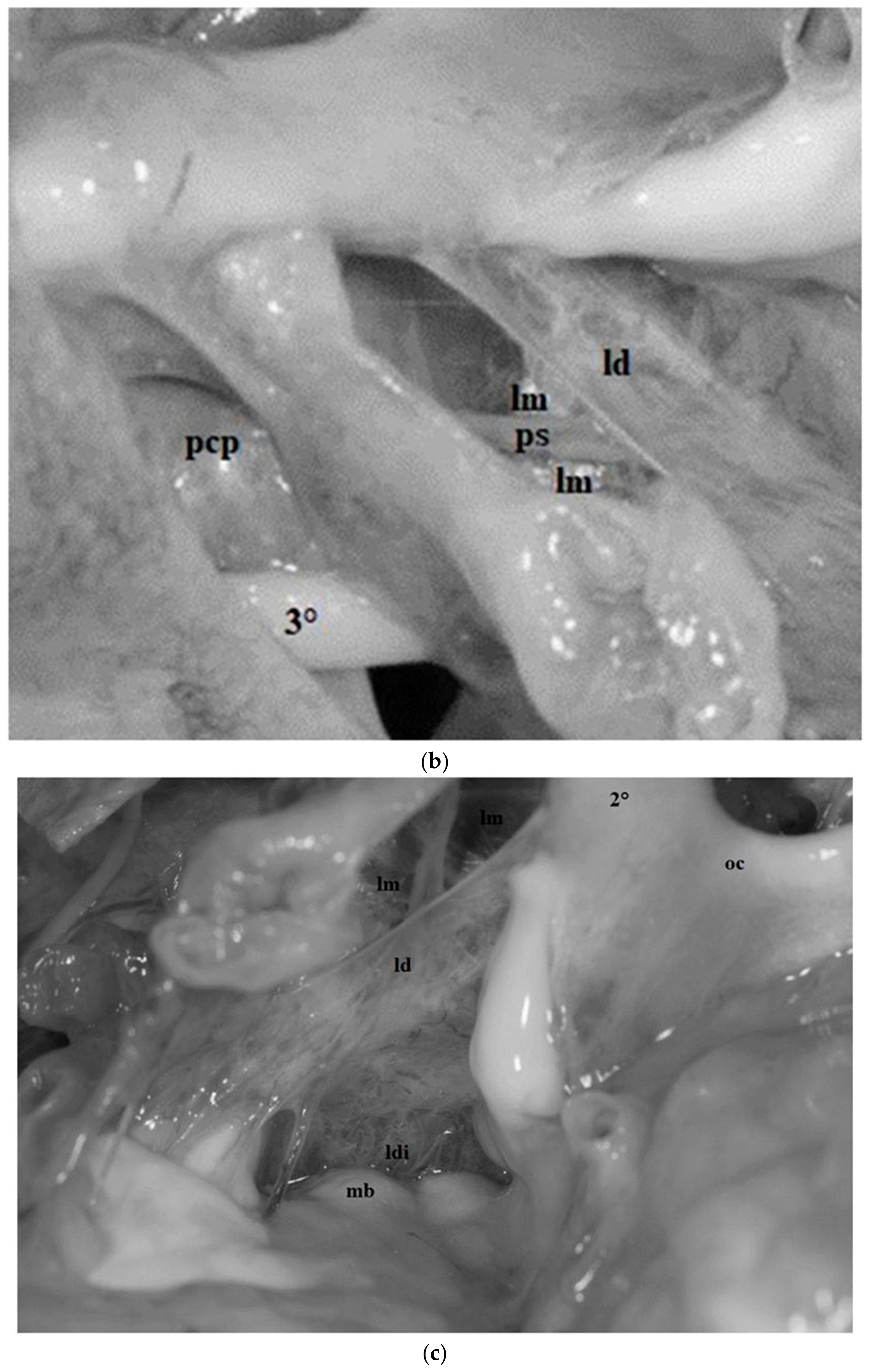 Diagnostics 13 03203 g008b