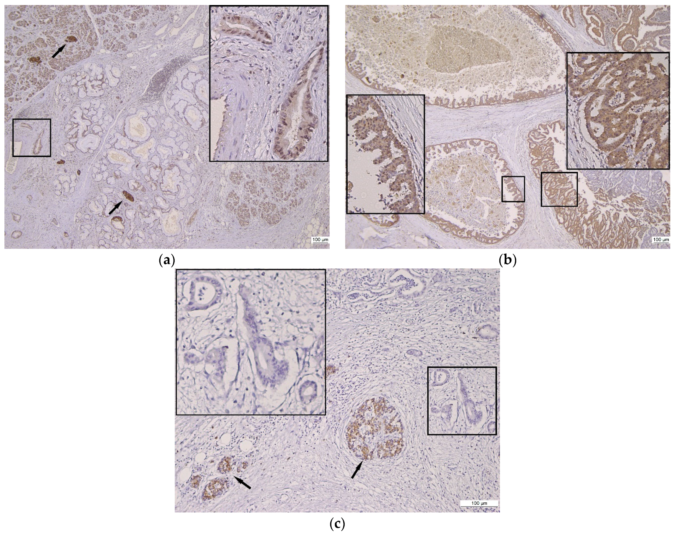 Diagnostics 13 03215 g001