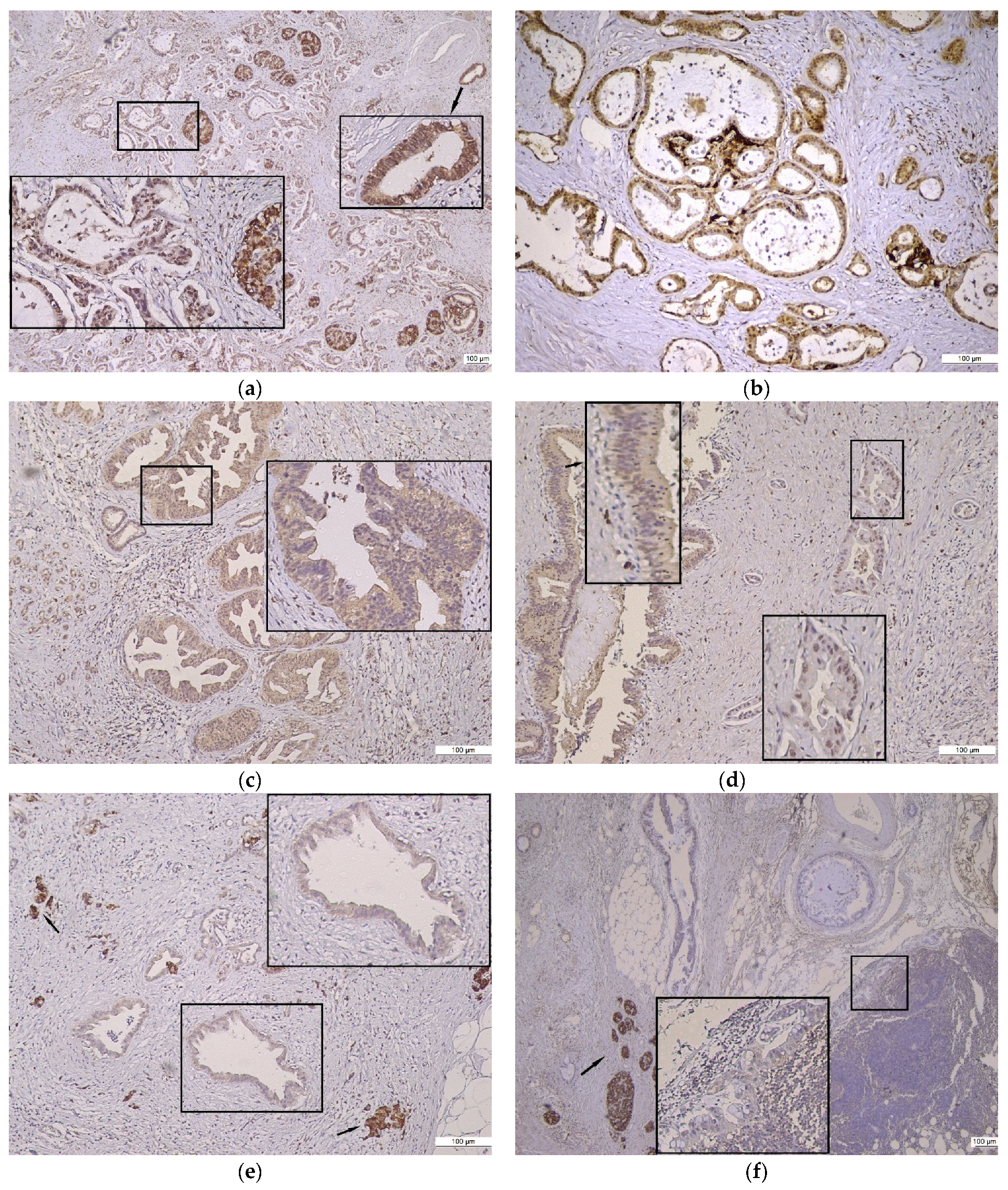 Diagnostics 13 03215 g002