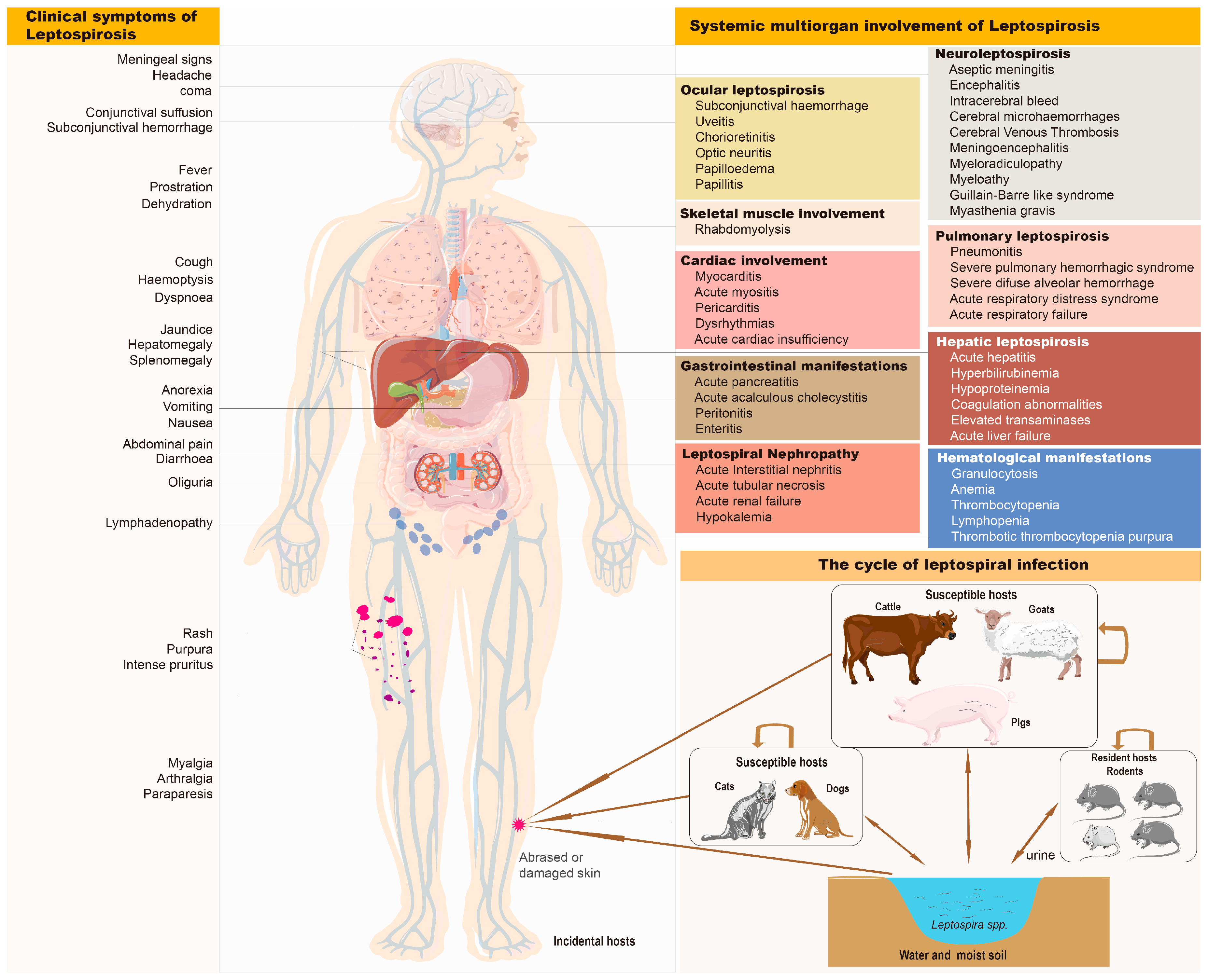 Diagnostics 13 03218 g003