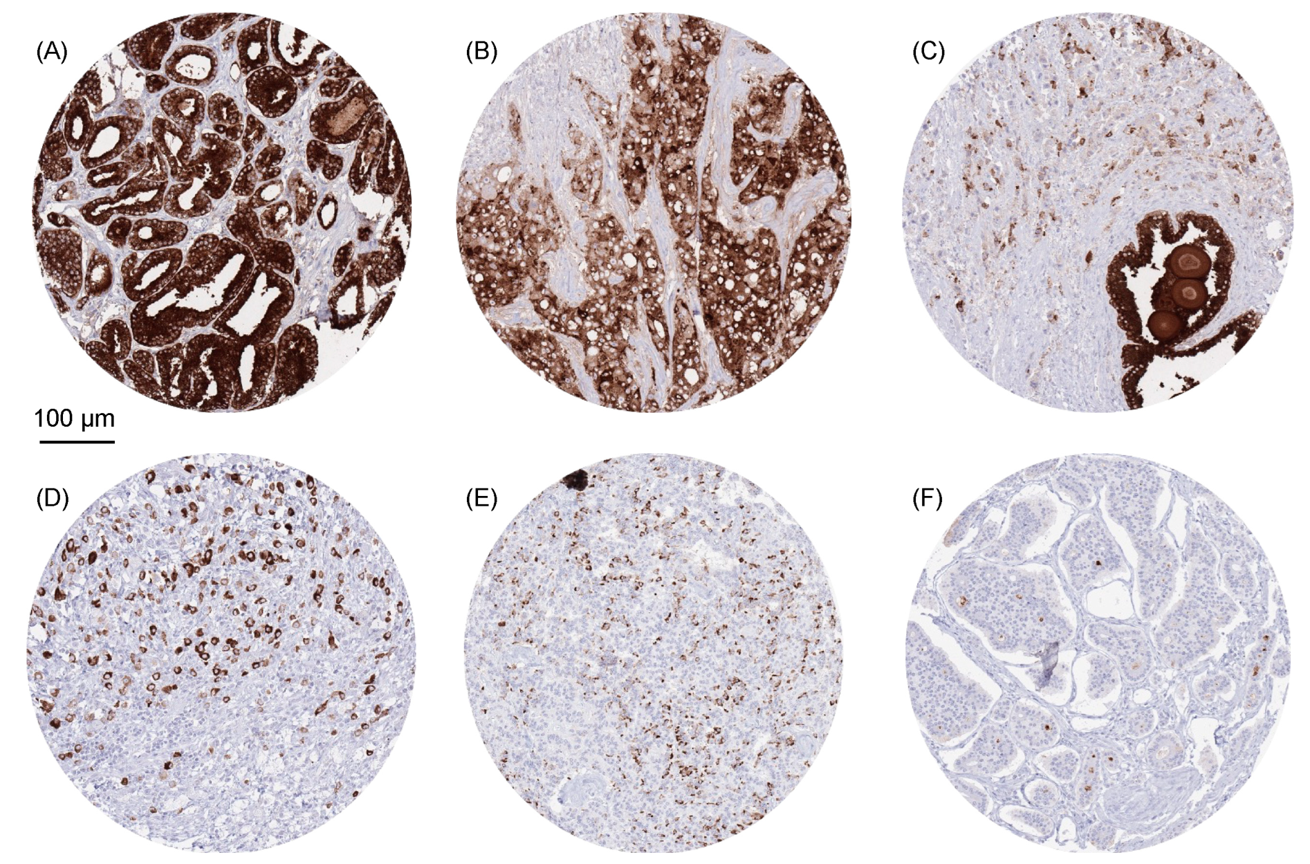 Diagnostics 13 03242 g002