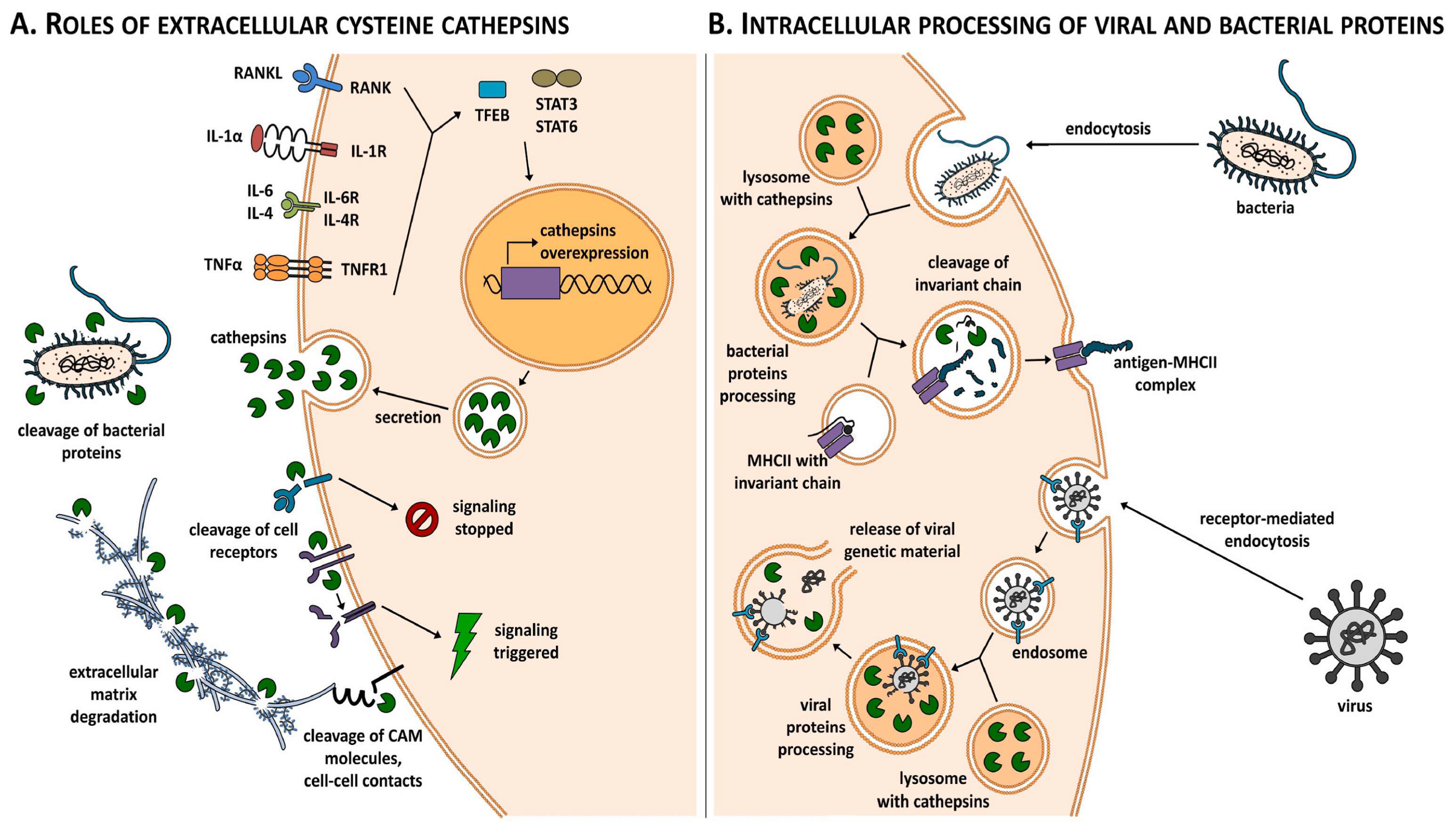 Diagnostics 13 03250 g001