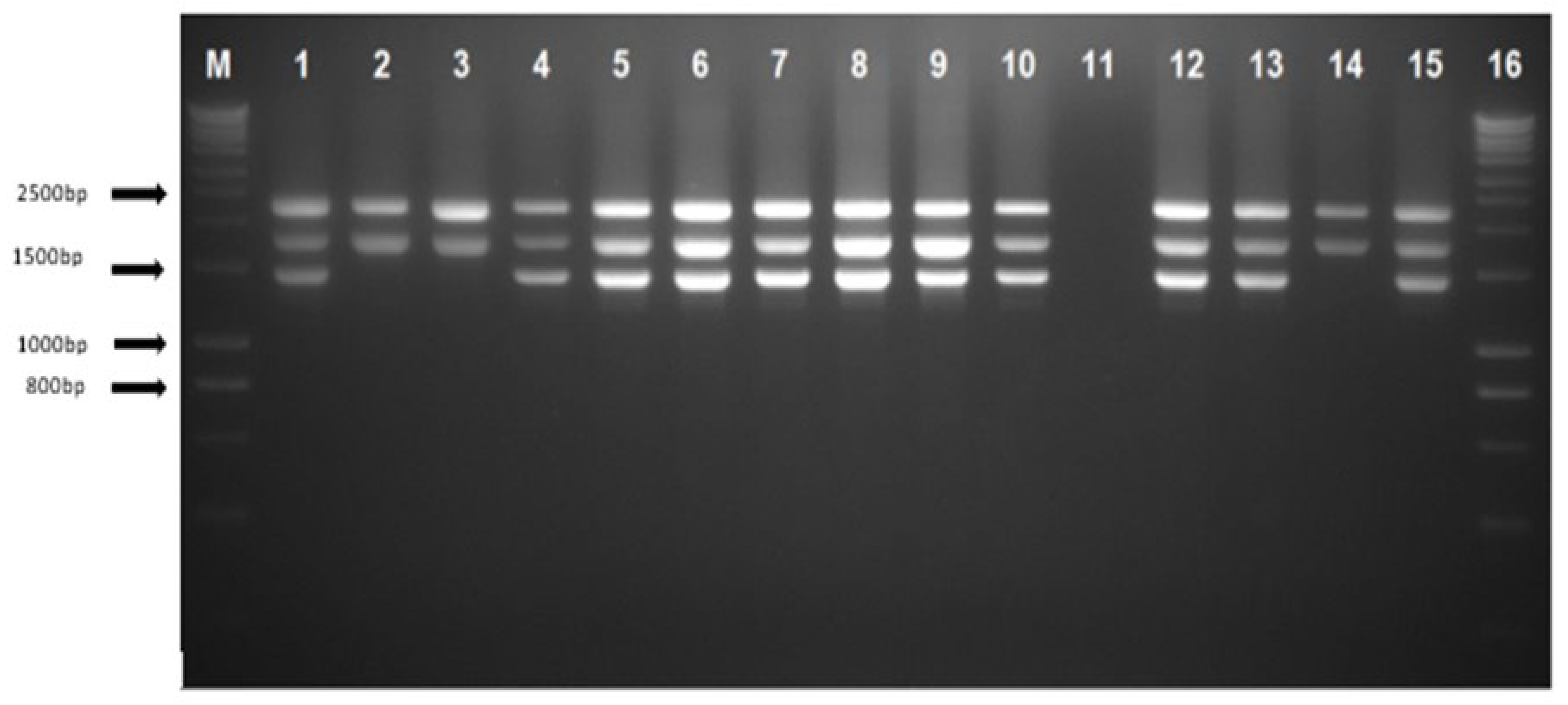 Diagnostics 13 03286 g003