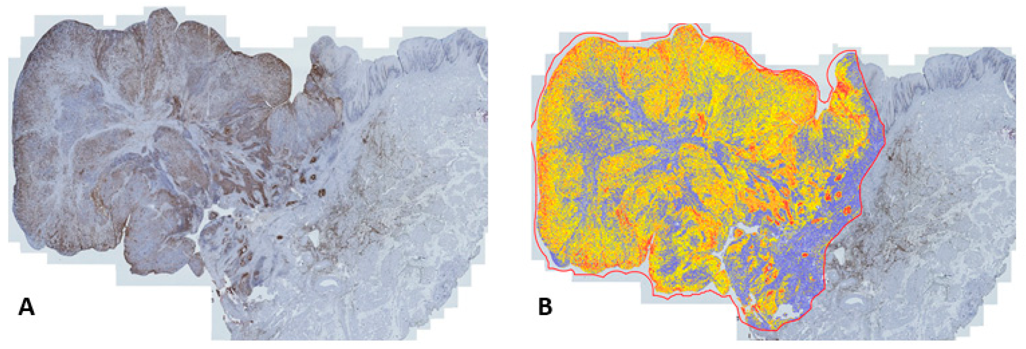 Diagnostics 13 03303 g004