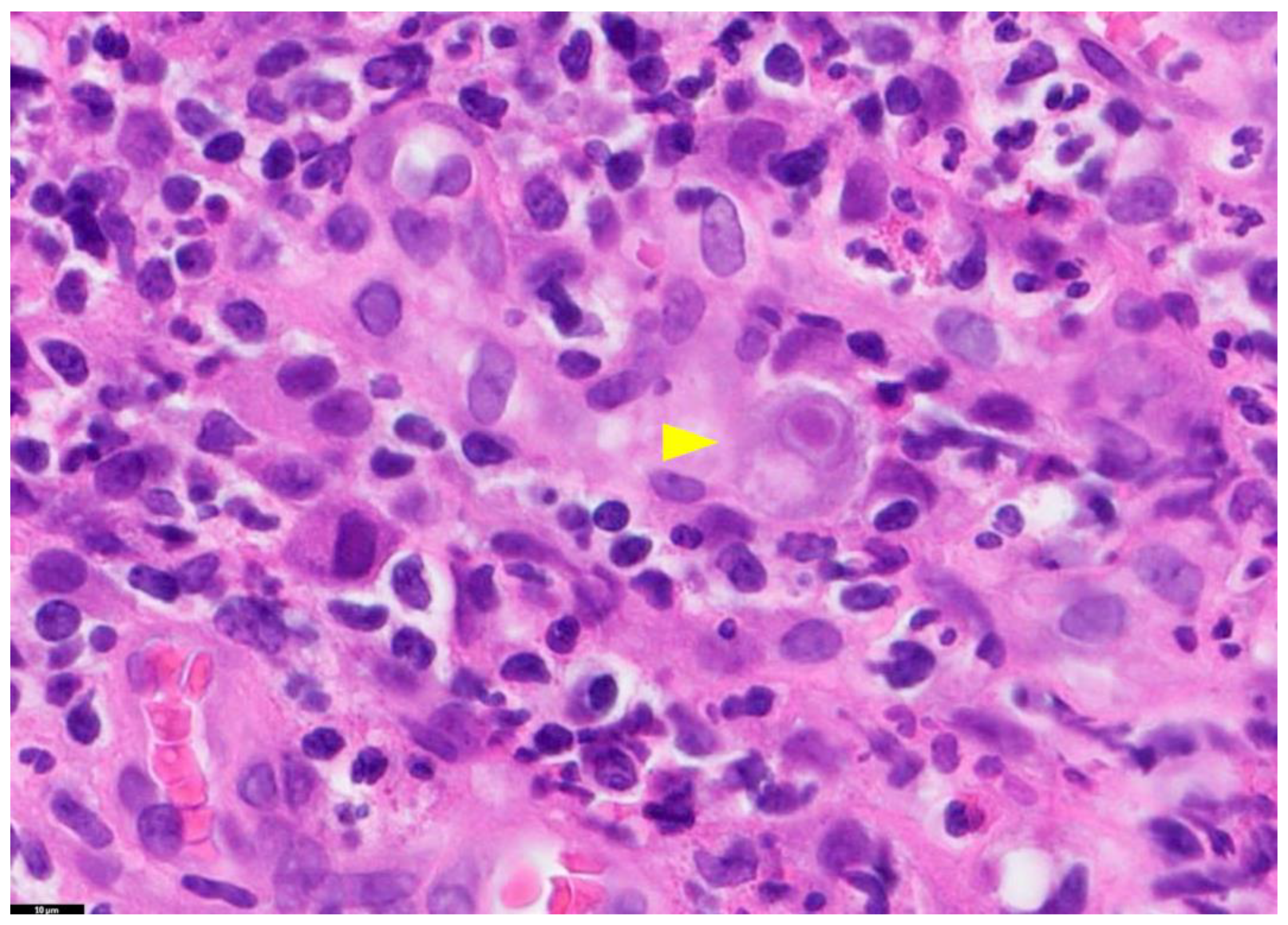 Diagnostics 13 03310 g001