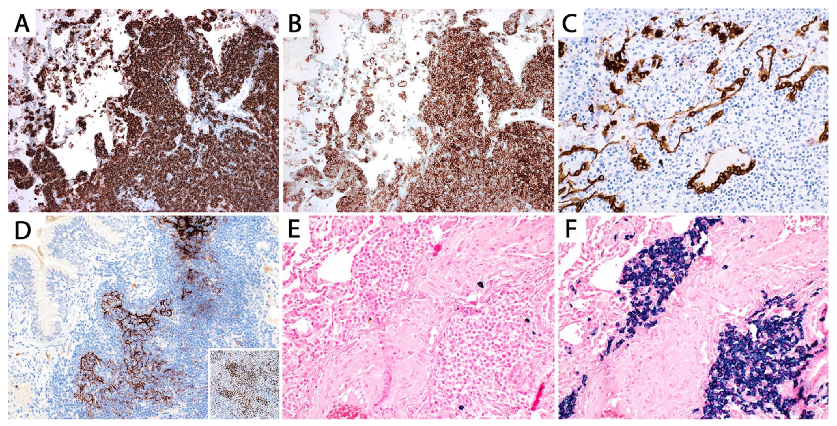 Diagnostics 13 03321 g006