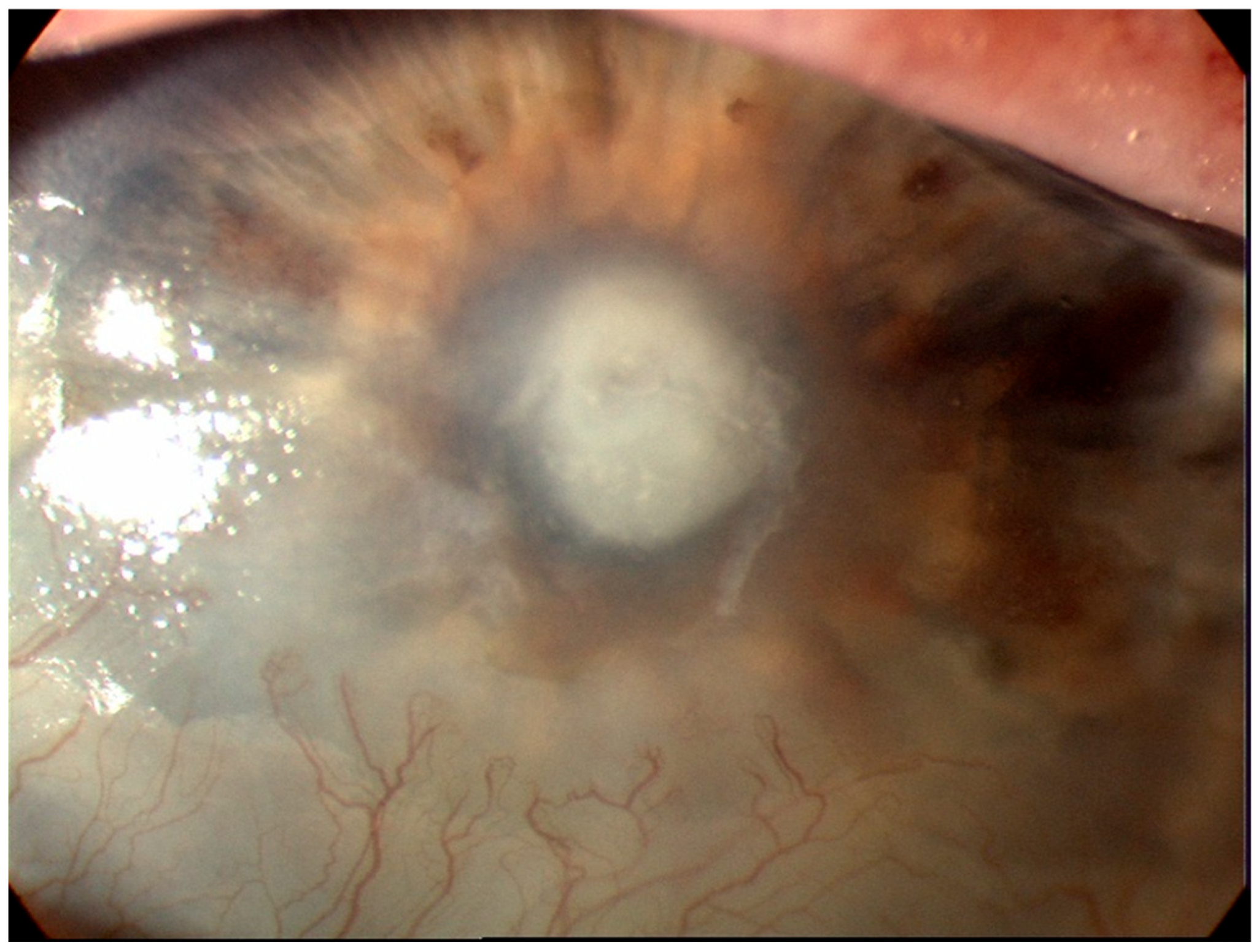 Diagnostics 13 03358 g001