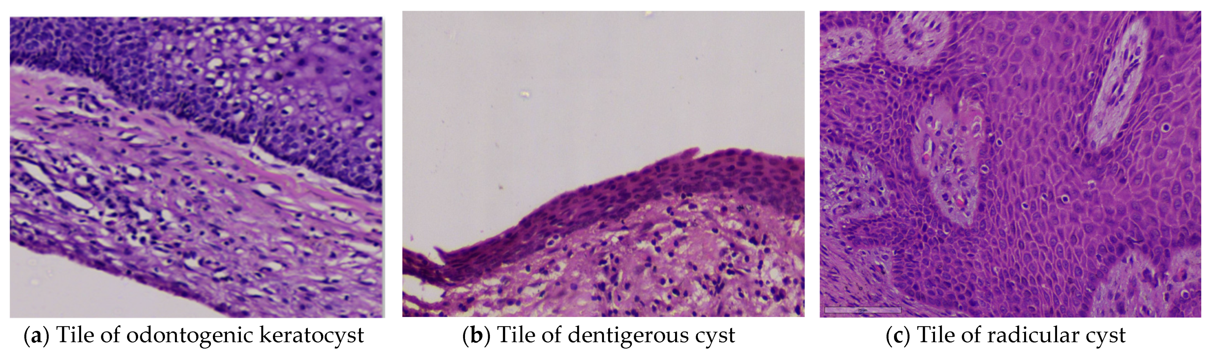 Diagnostics 13 03384 g001
