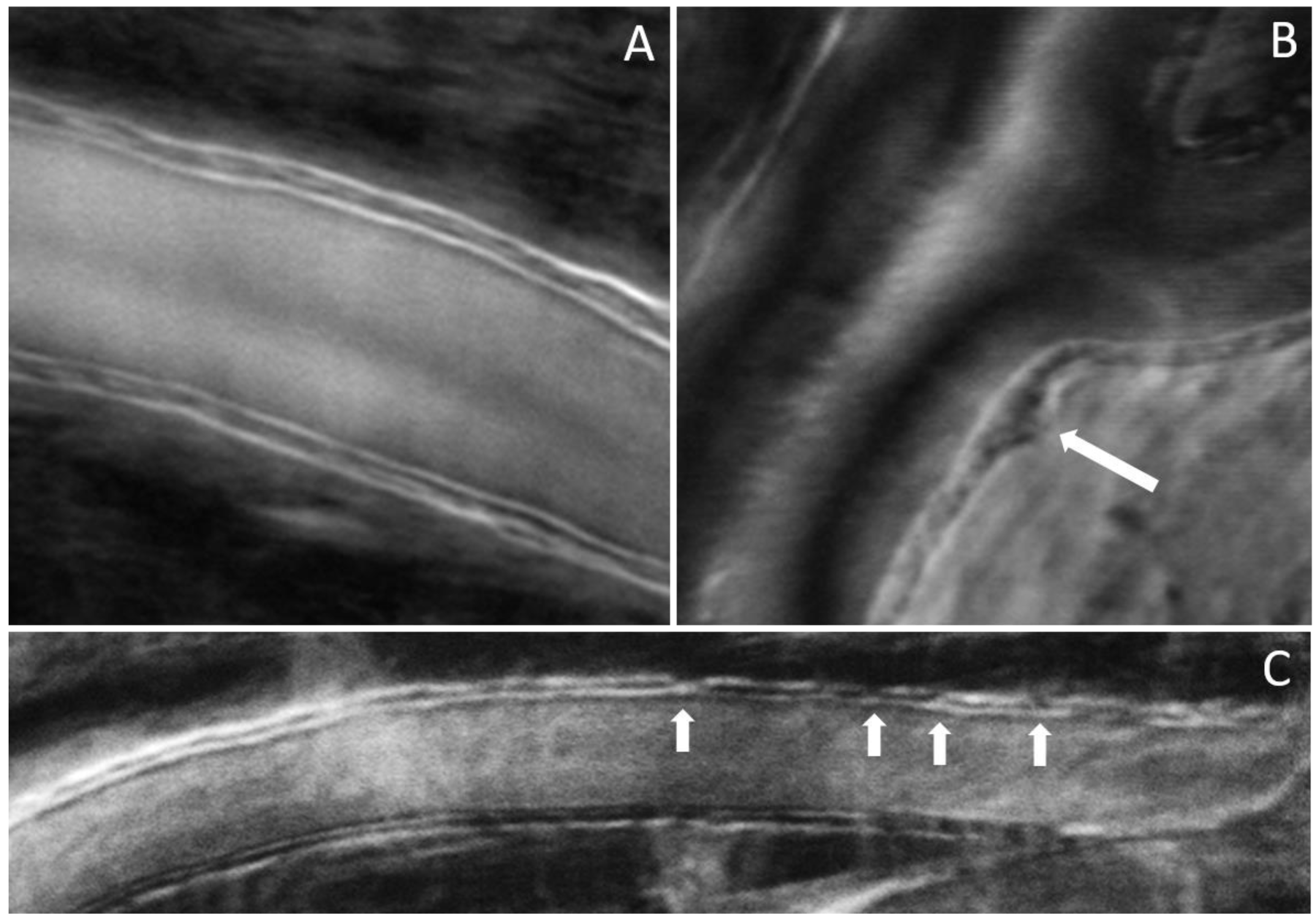 Diagnostics 13 03399 g007