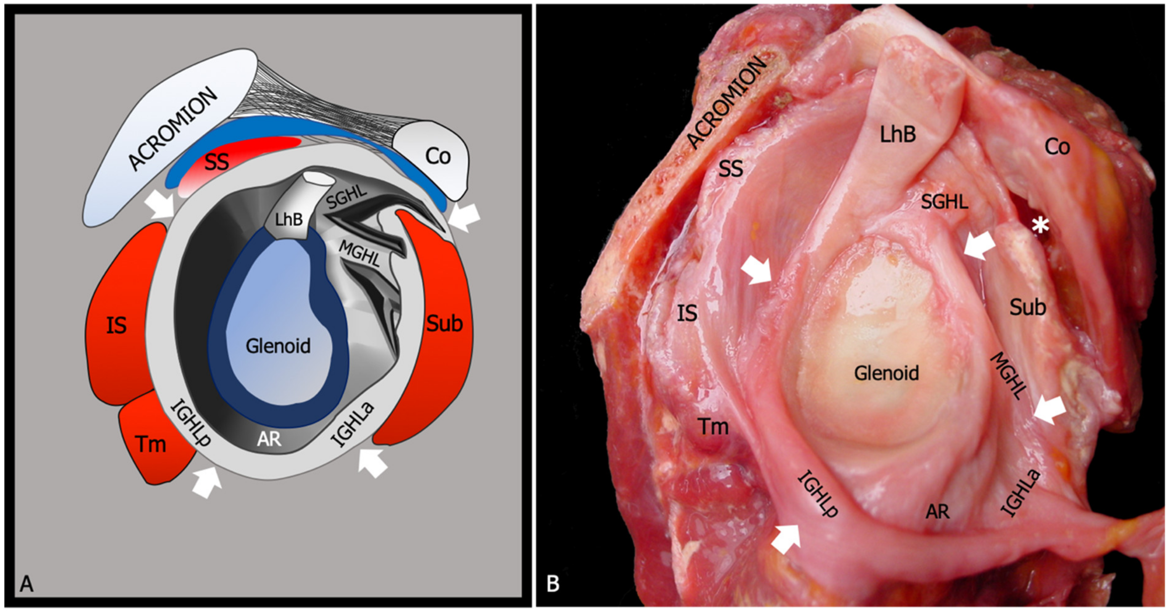 Diagnostics 13 03410 g001