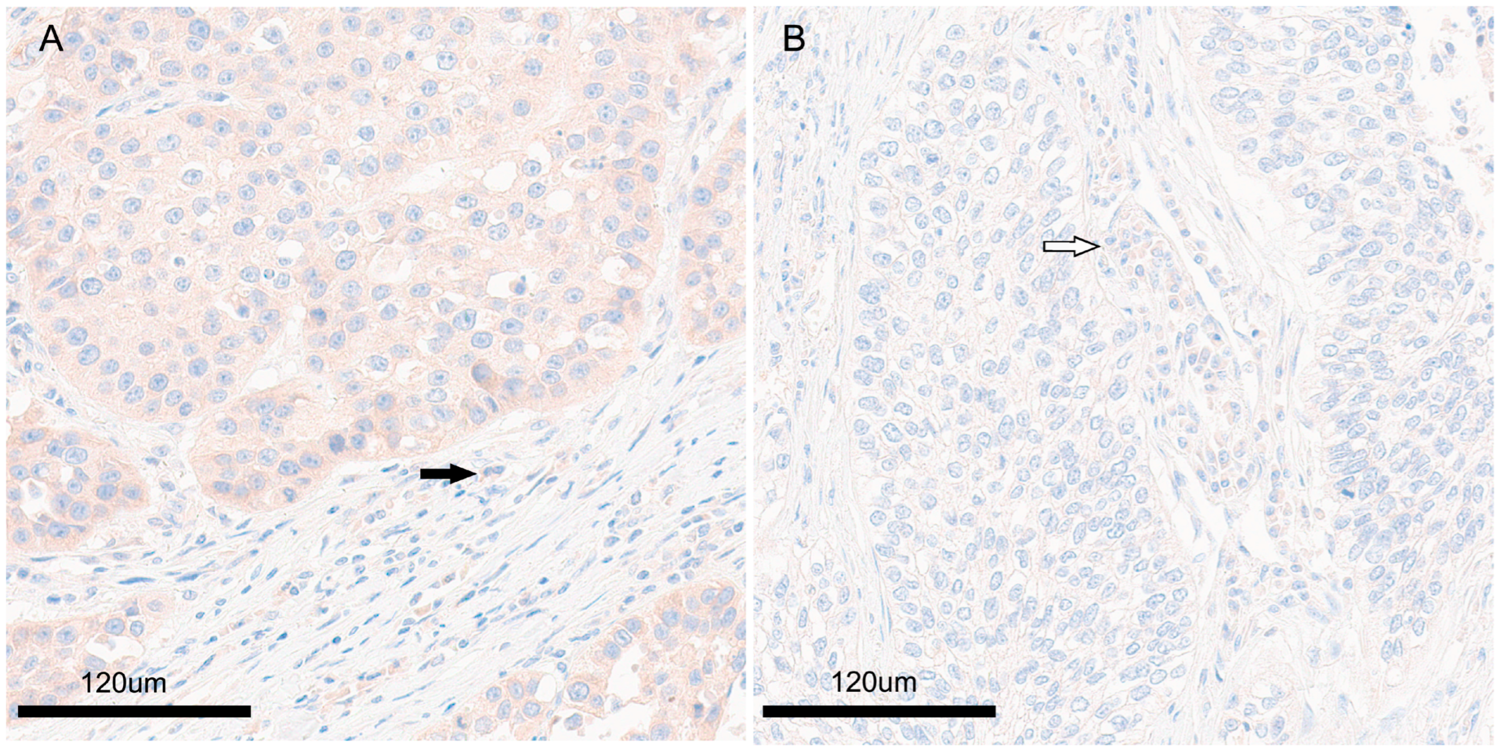 Diagnostics 13 03475 g001