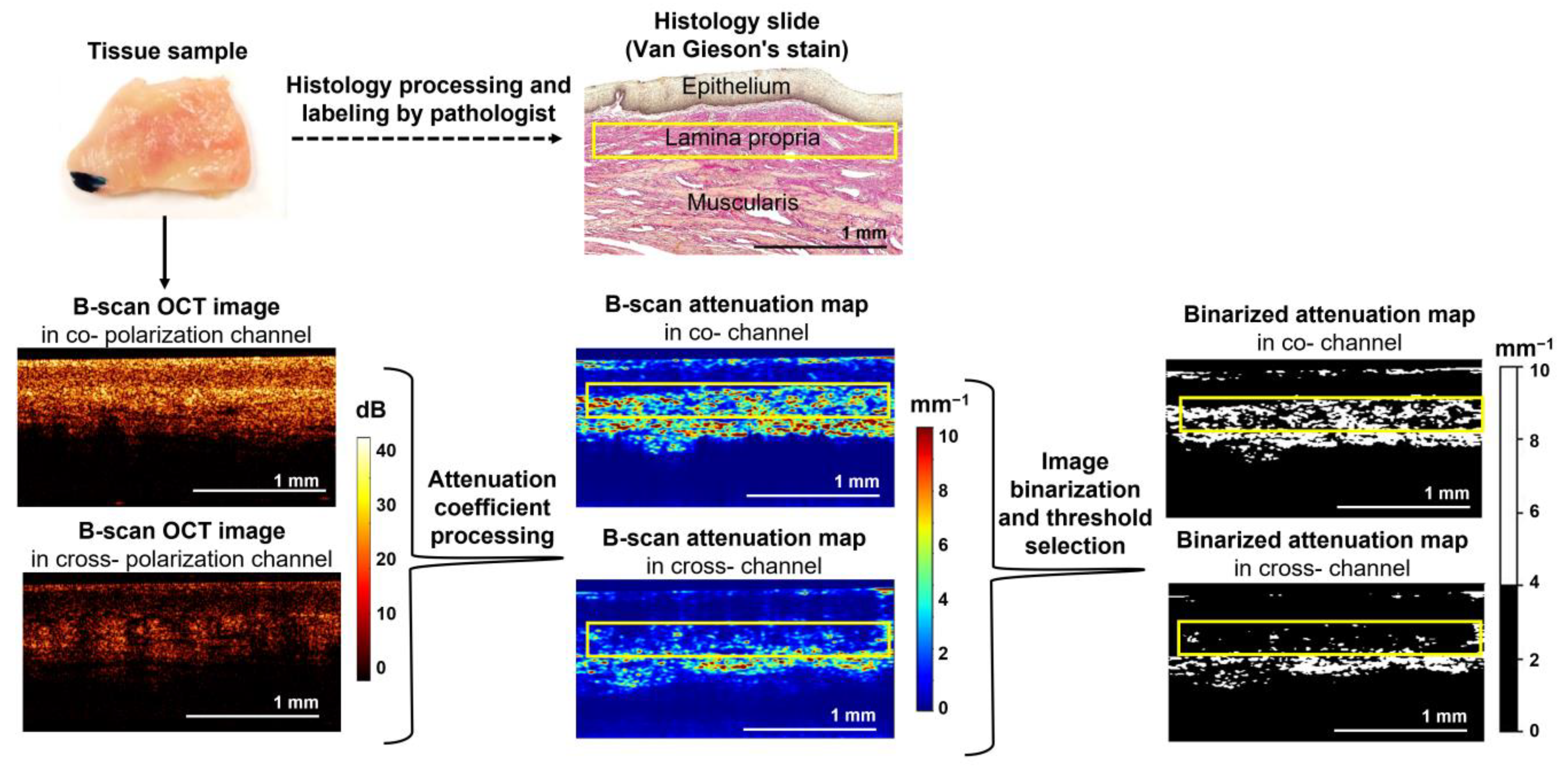 Diagnostics 13 03487 g001