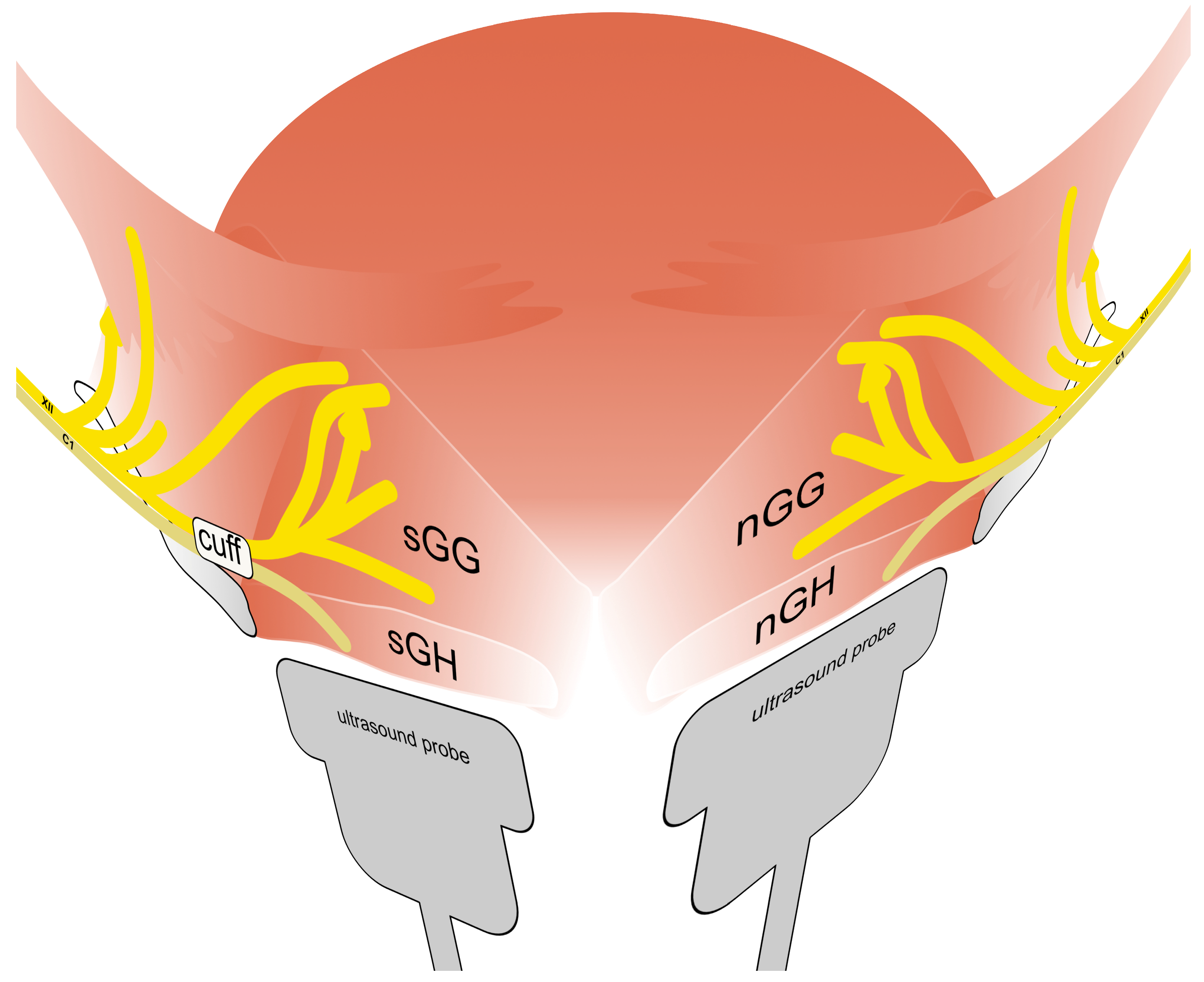 Diagnostics 13 03493 g001