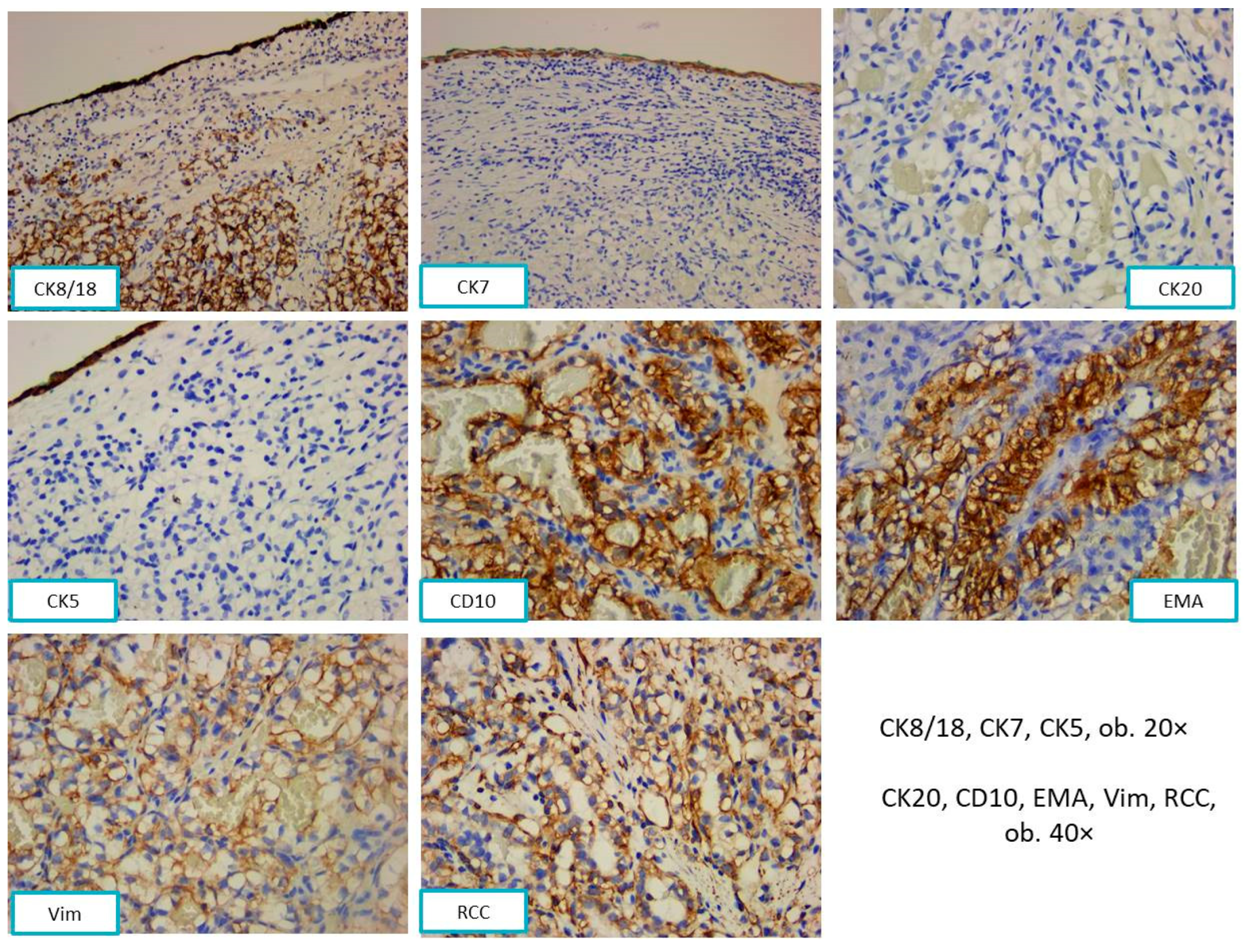 Diagnostics 13 03513 g005