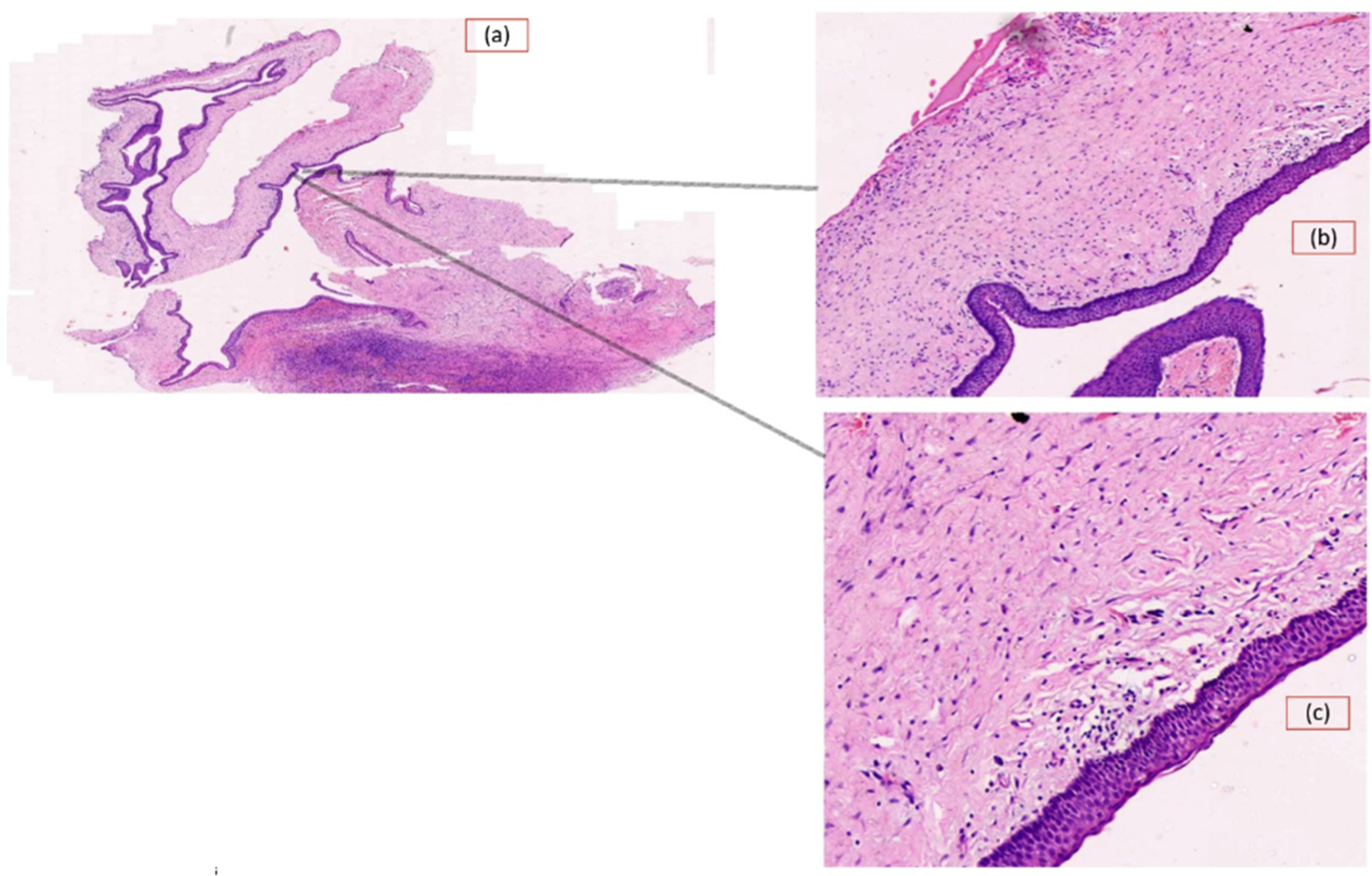 Diagnostics 13 03539 g002