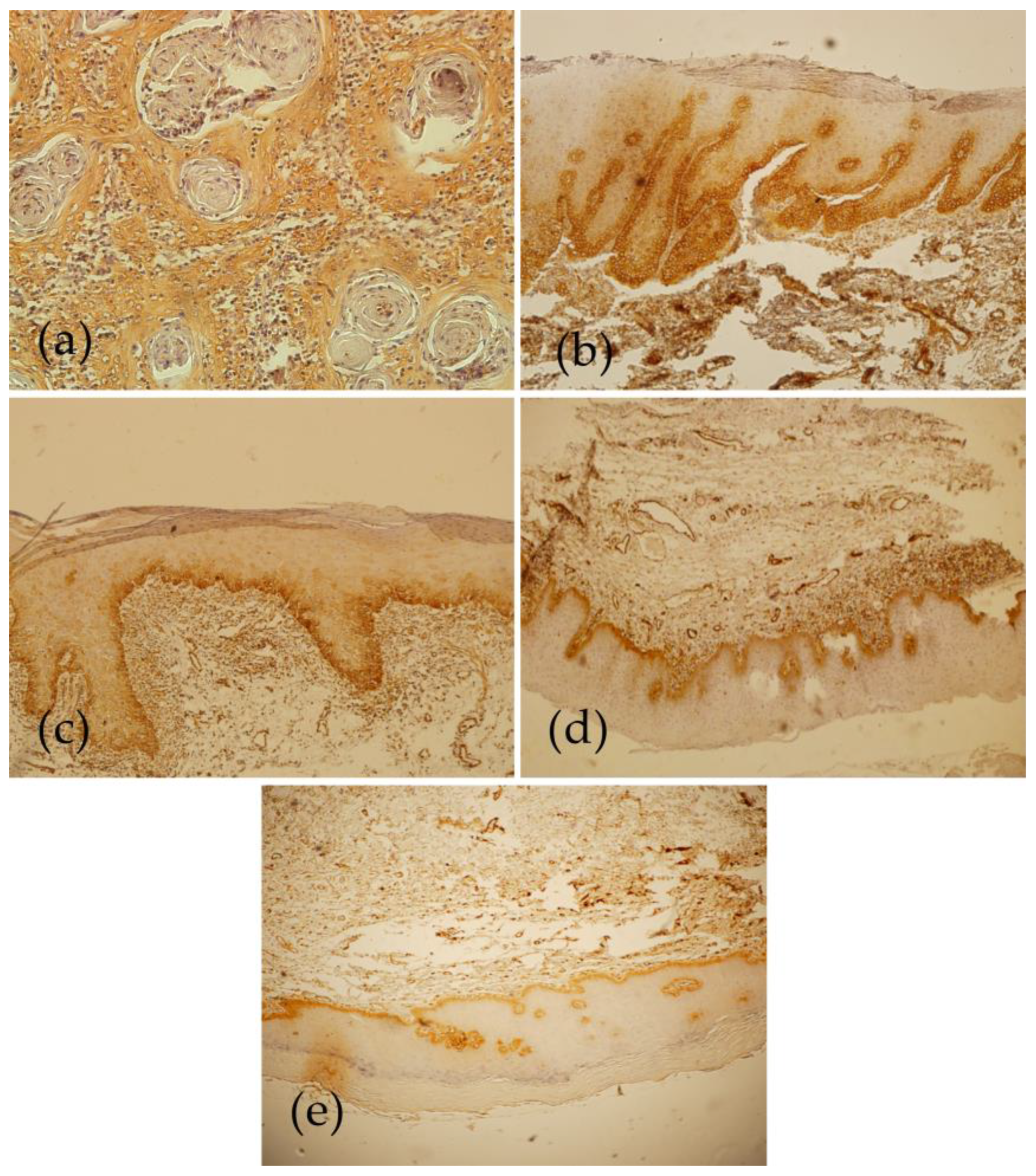 Diagnostics 13 03560 g001