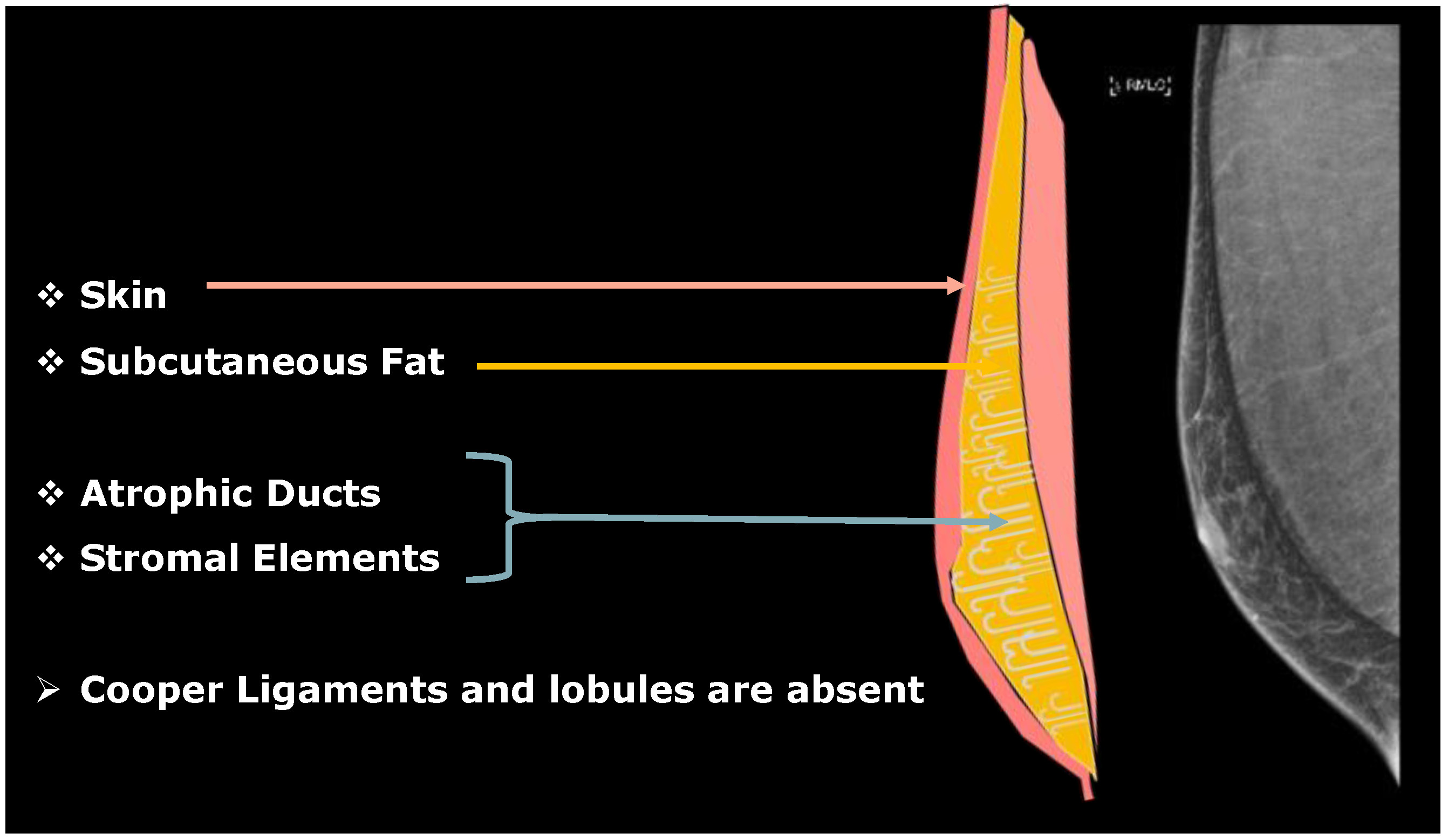 Diagnostics 13 03620 g001