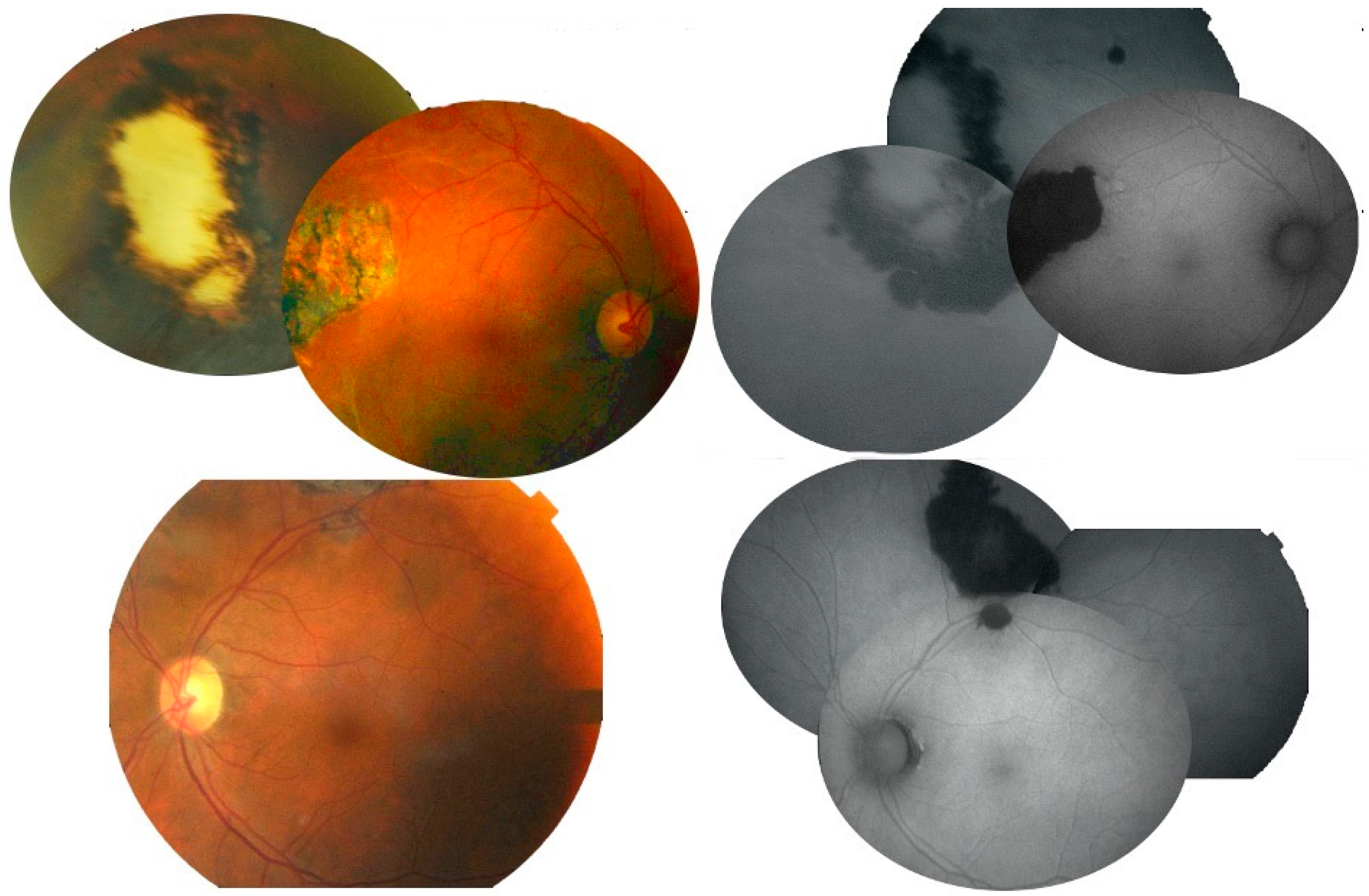 Diagnostics 13 03626 g006